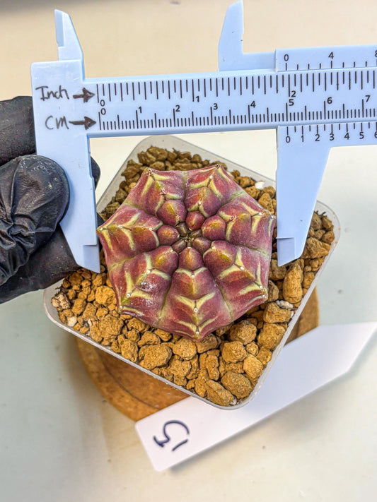 Gymnocalycium Aas Gen2 (gy17) (15) | Collector’s Edition