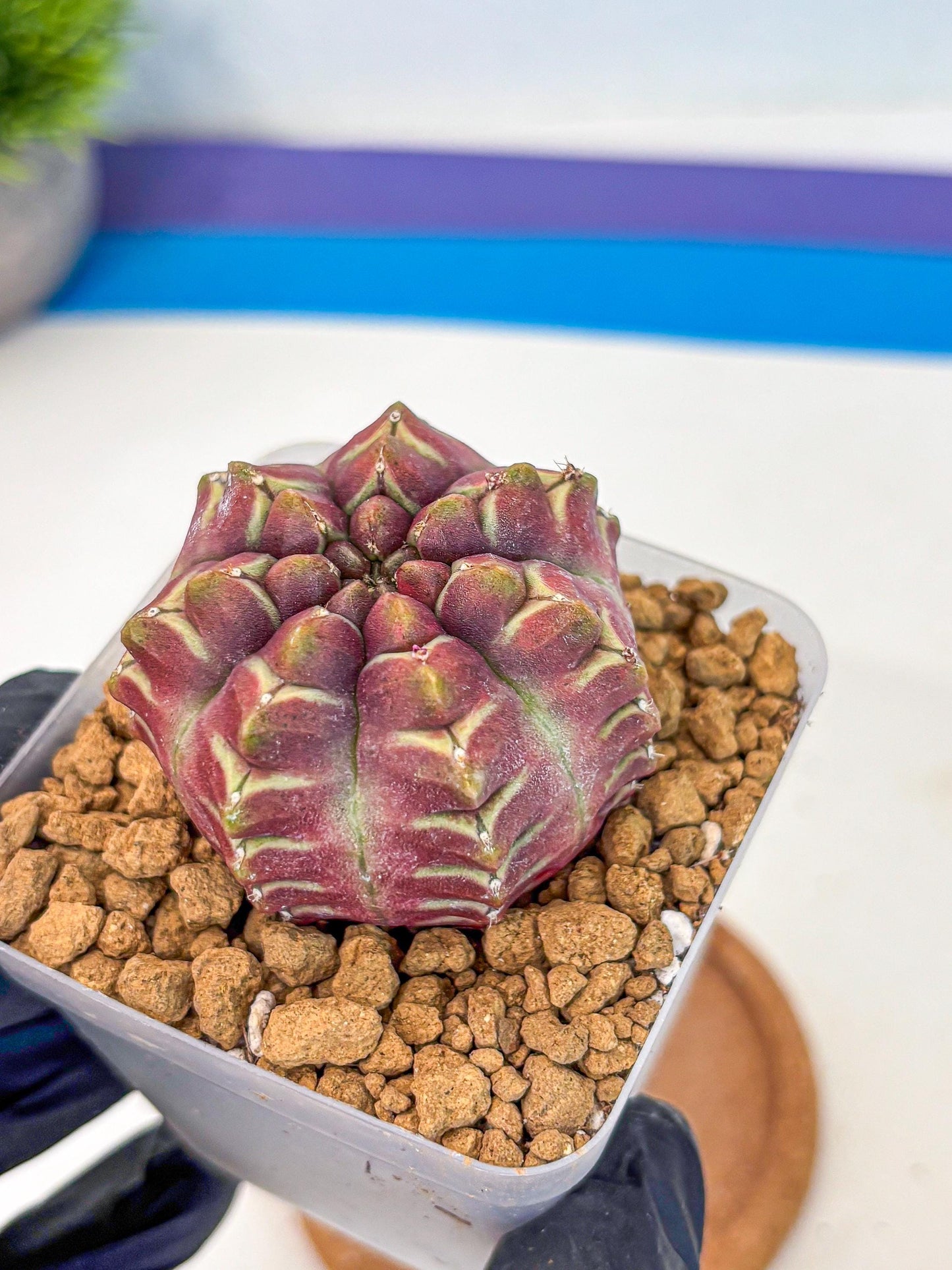 Gymnocalycium Aas Gen2 (gy17) (15) | Collector’s Edition