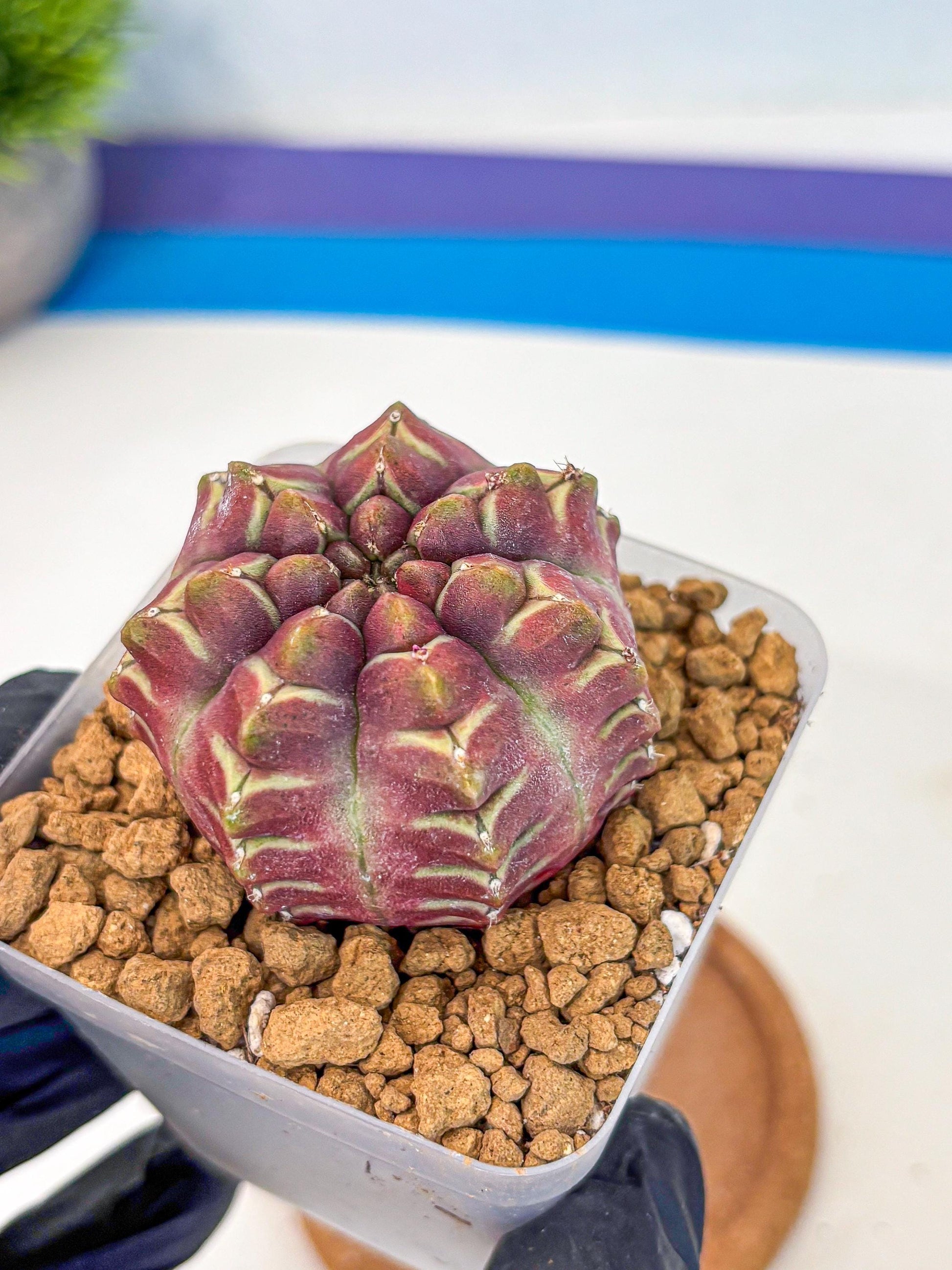Gymnocalycium Aas Gen2 (gy17) (15) | Collector’s Edition