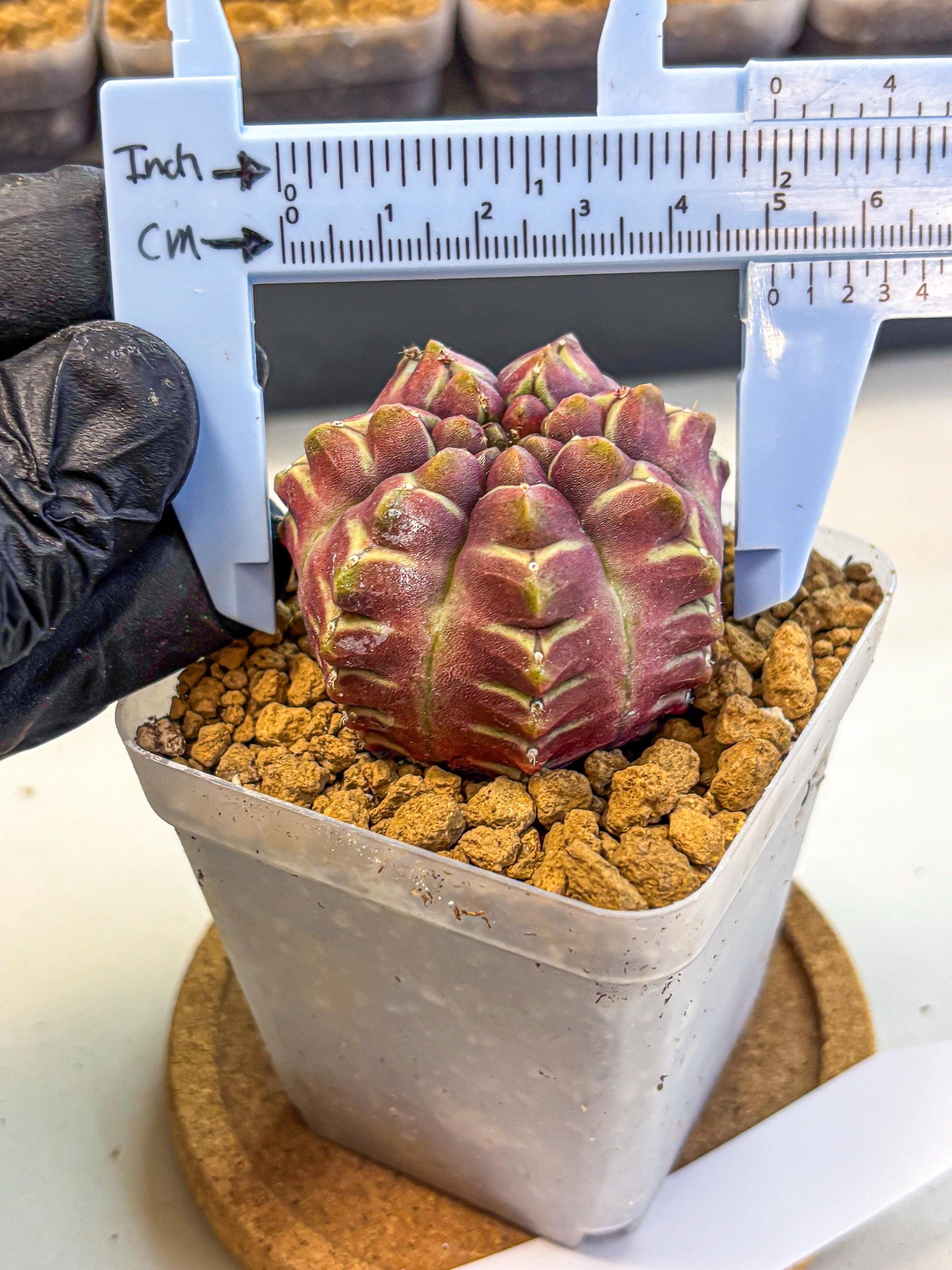 Gymnocalycium Aas Gen2 (gy17) (15) | Collector’s Edition