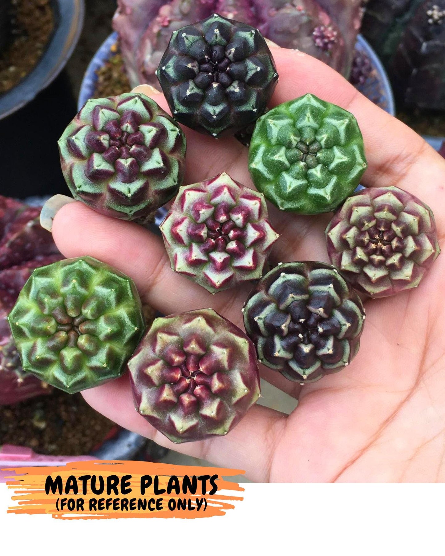 Gymnocalycium Aas Gen2 (gy17) (13) | Collector’s Edition