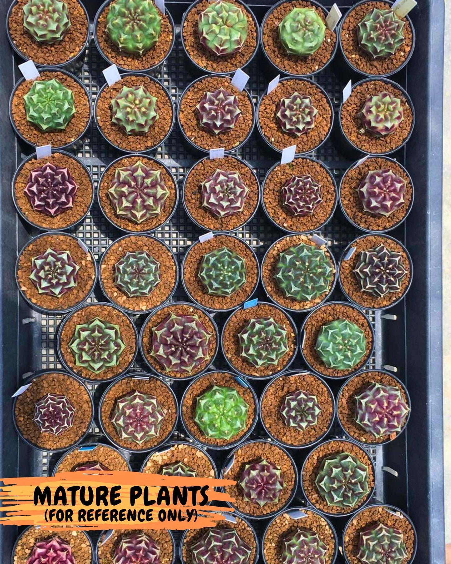 Gymnocalycium Aas Gen2 (gy17) (14) | Collector’s Edition