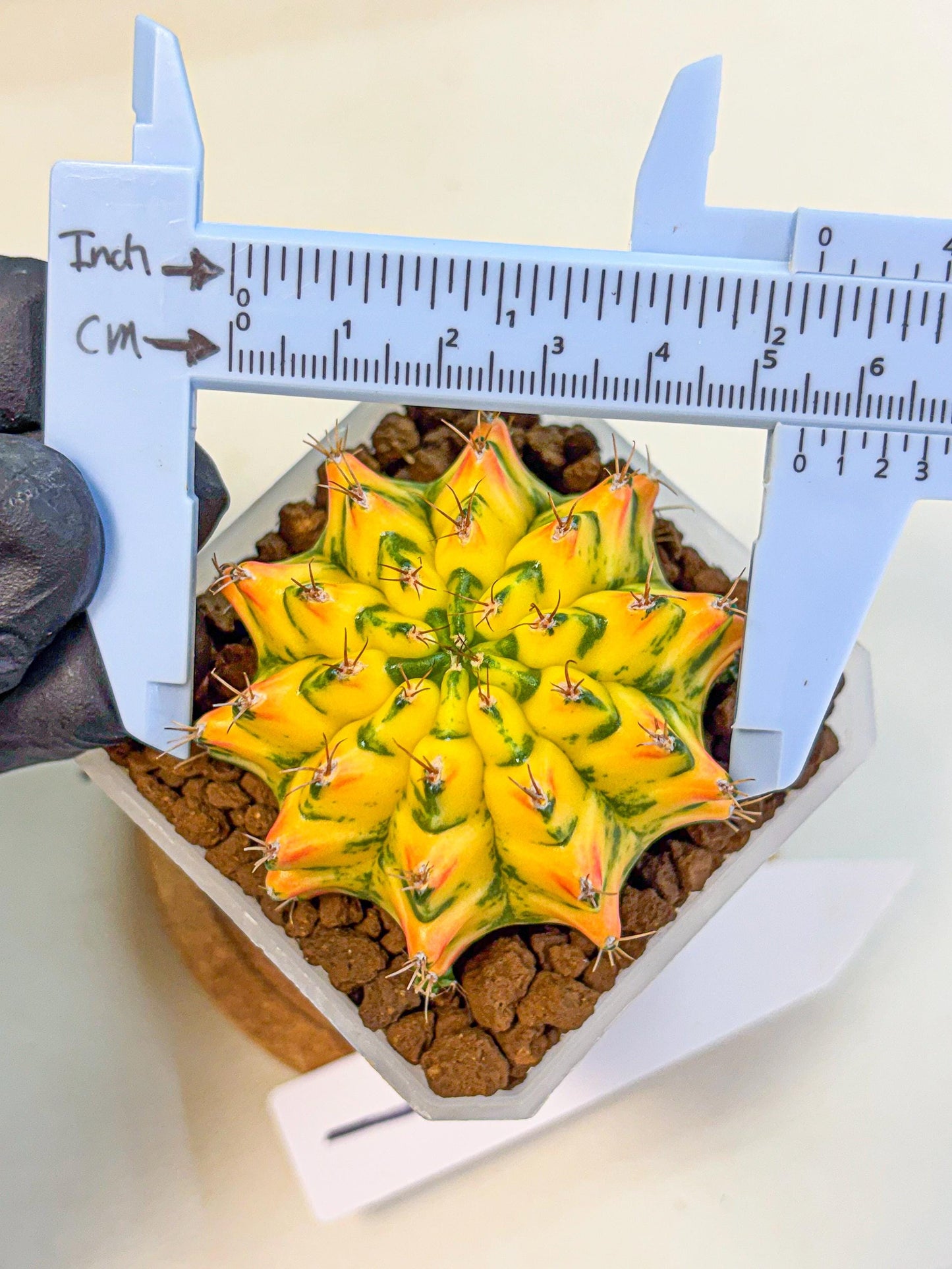 Gymnocalycium Orangish (gy18) (01) | Collectable Plant