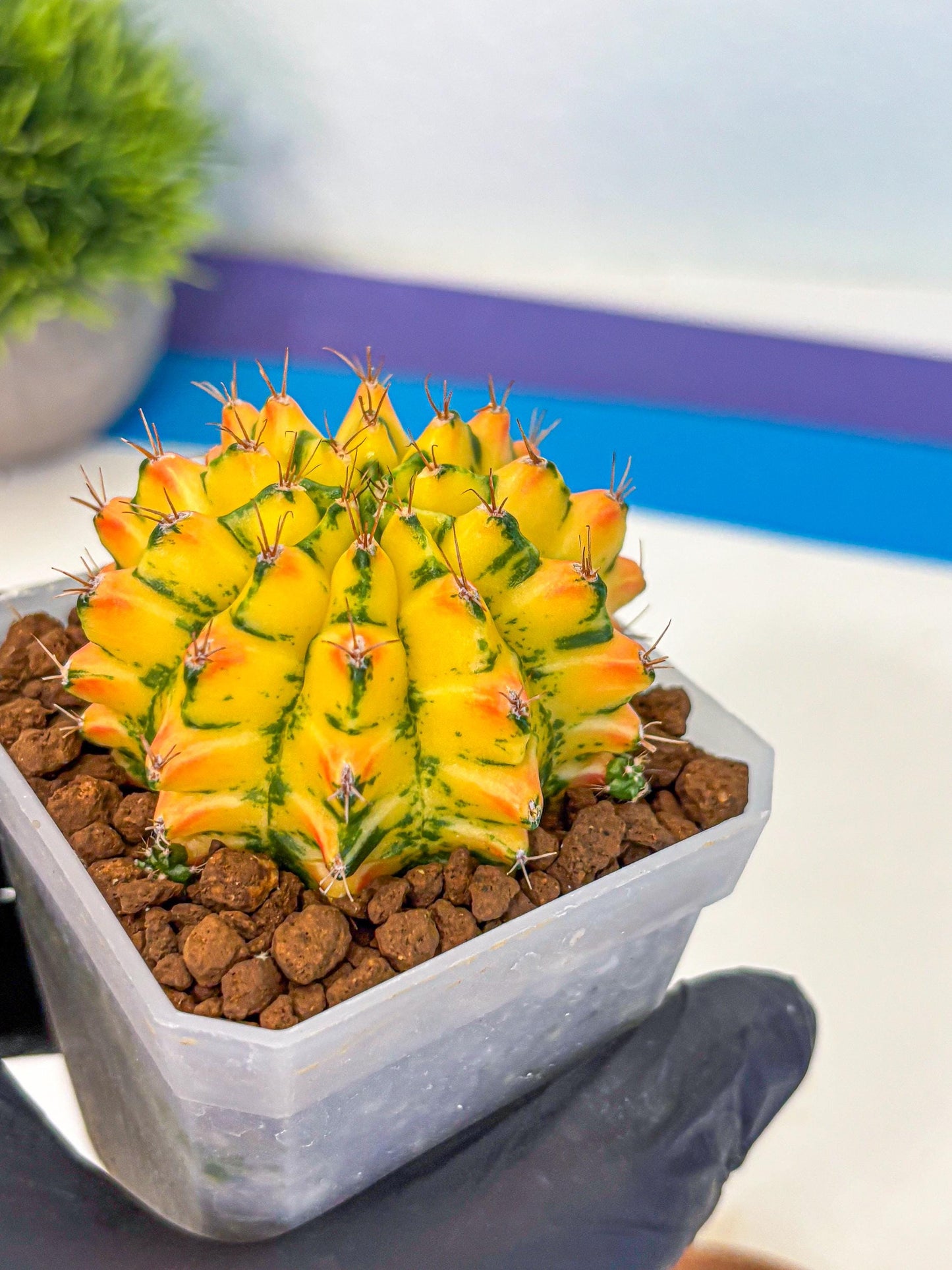 Gymnocalycium Orangish (gy18) (01) | Collectable Plant
