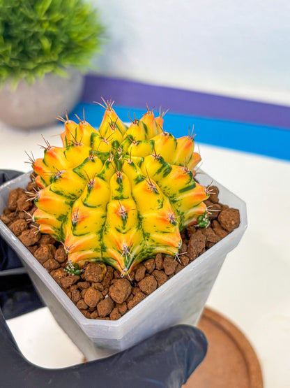 Gymnocalycium Orangish (gy18) (01) | Collectable Plant