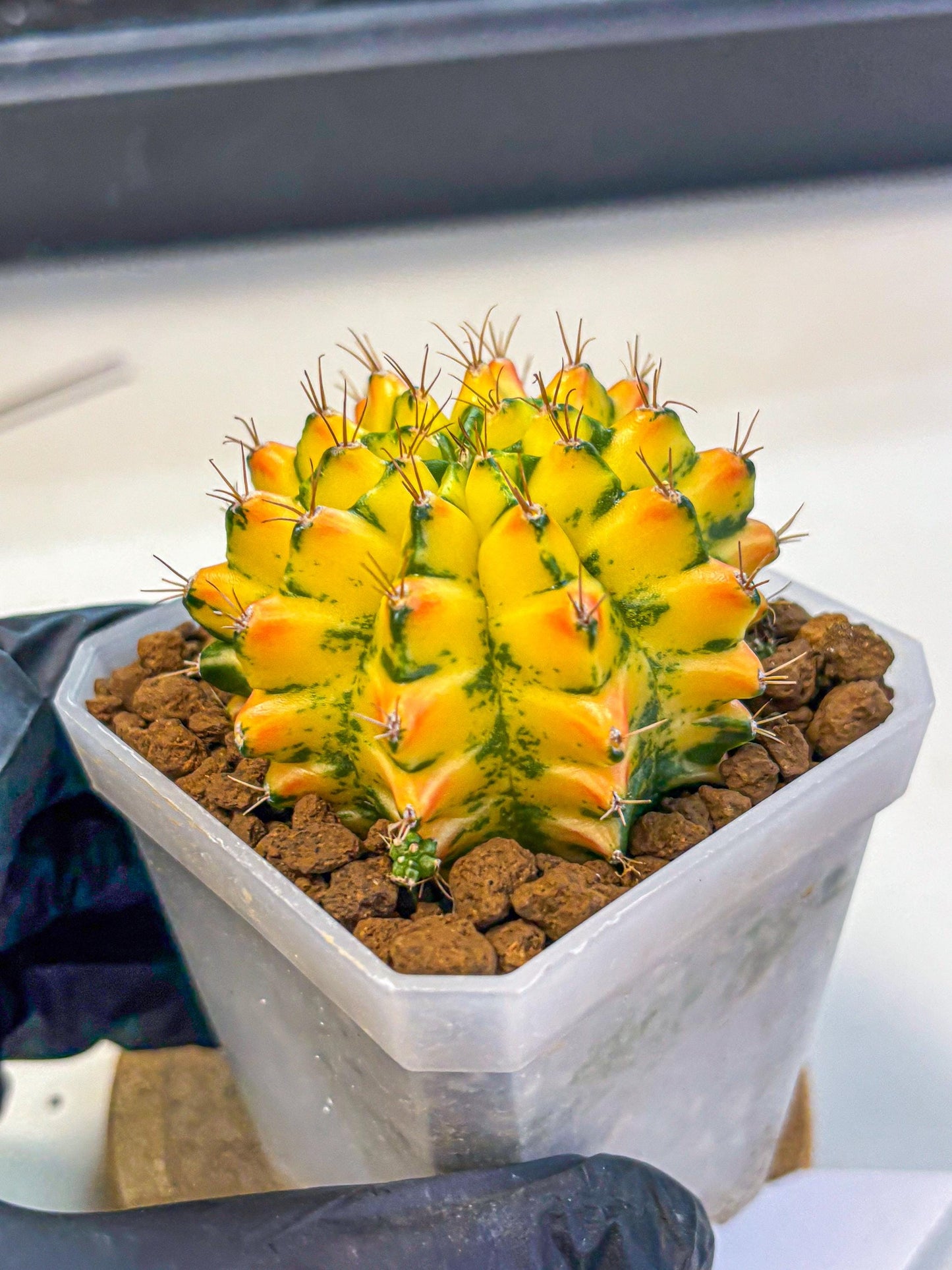 Gymnocalycium Orangish (gy18) (01) | Collectable Plant
