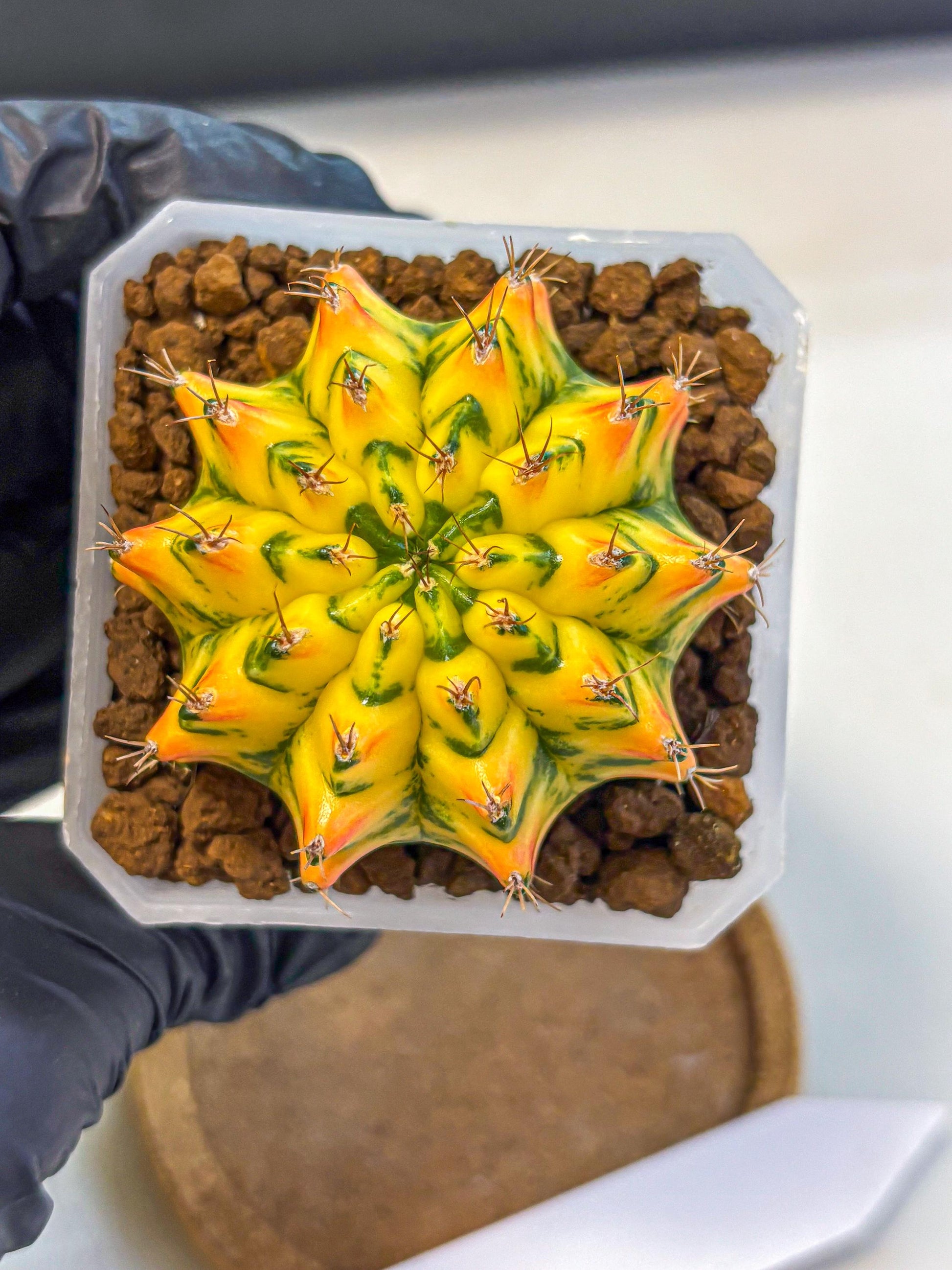 Gymnocalycium Orangish (gy18) (01) | Collectable Plant