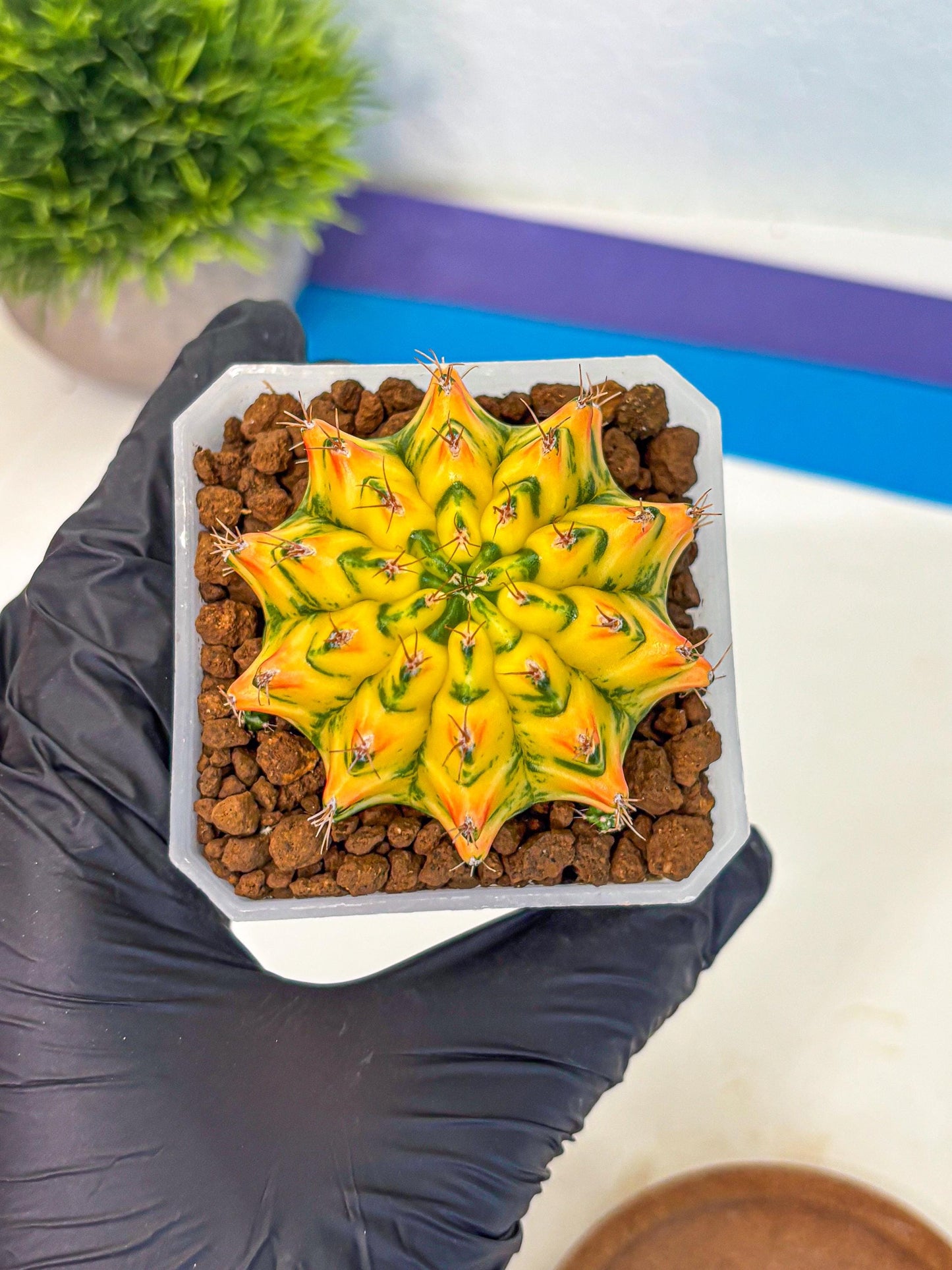 Gymnocalycium Orangish (gy18) (01) | Collectable Plant
