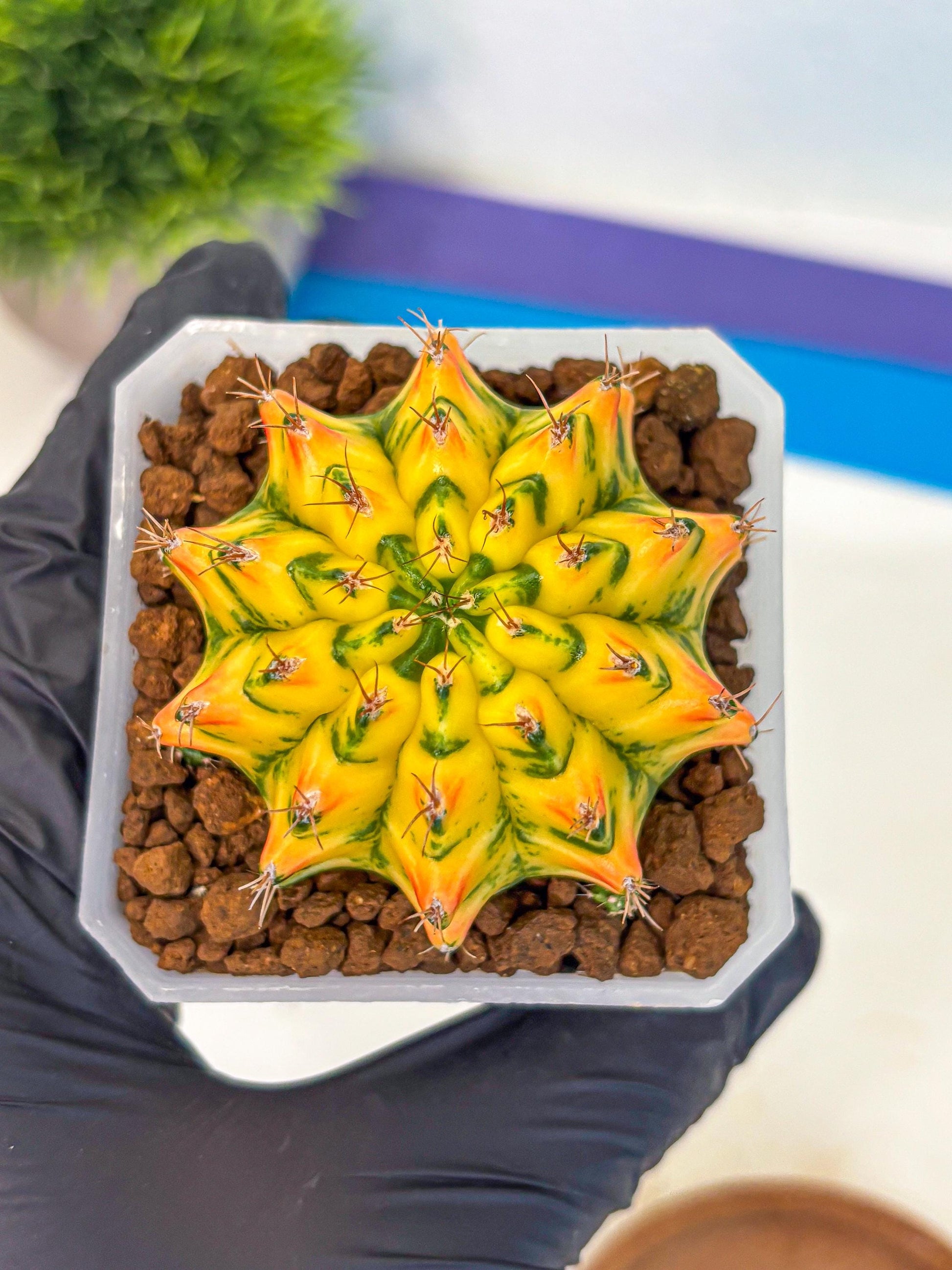 Gymnocalycium Orangish (gy18) (01) | Collectable Plant
