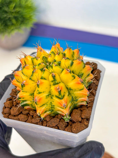 Gymnocalycium Orangish (gy18) (01) | Collectable Plant