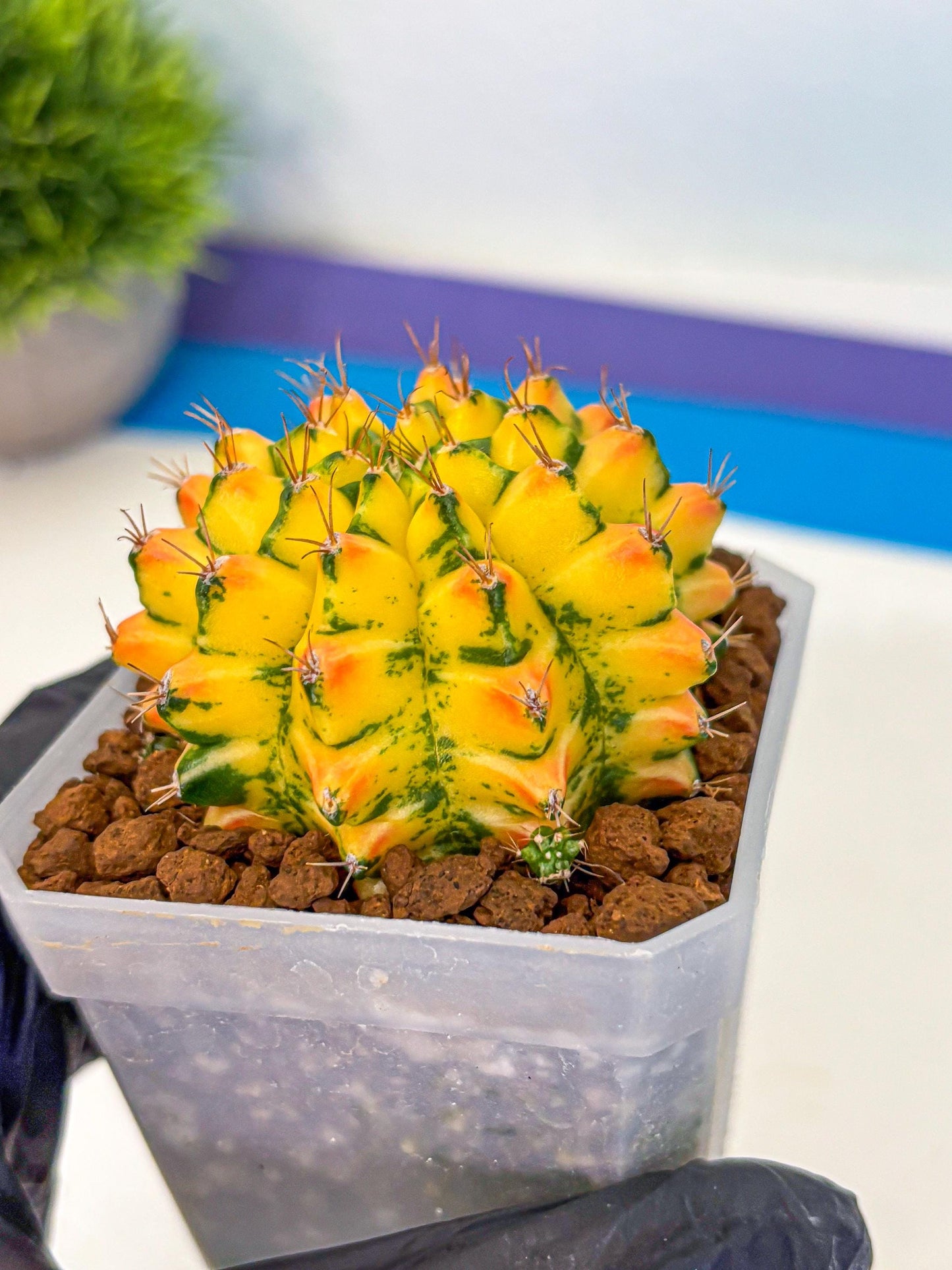 Gymnocalycium Orangish (gy18) (01) | Collectable Plant