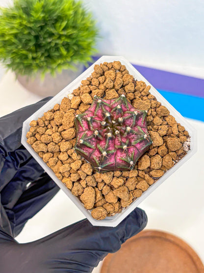 Gymnocalycium Galaxy (gy18) (05) | Collectable Plant