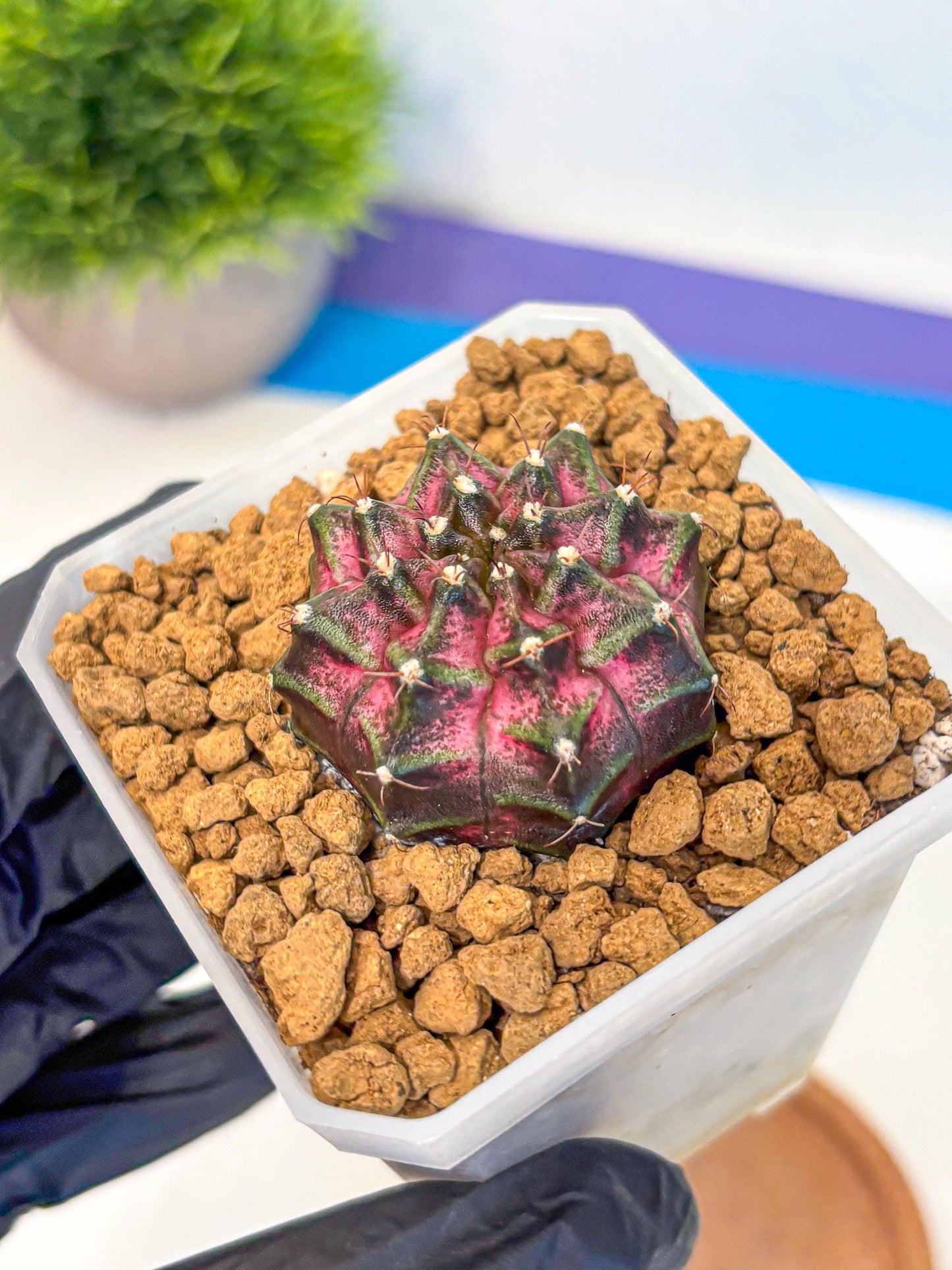 Gymnocalycium Galaxy (gy18) (05) | Collectable Plant