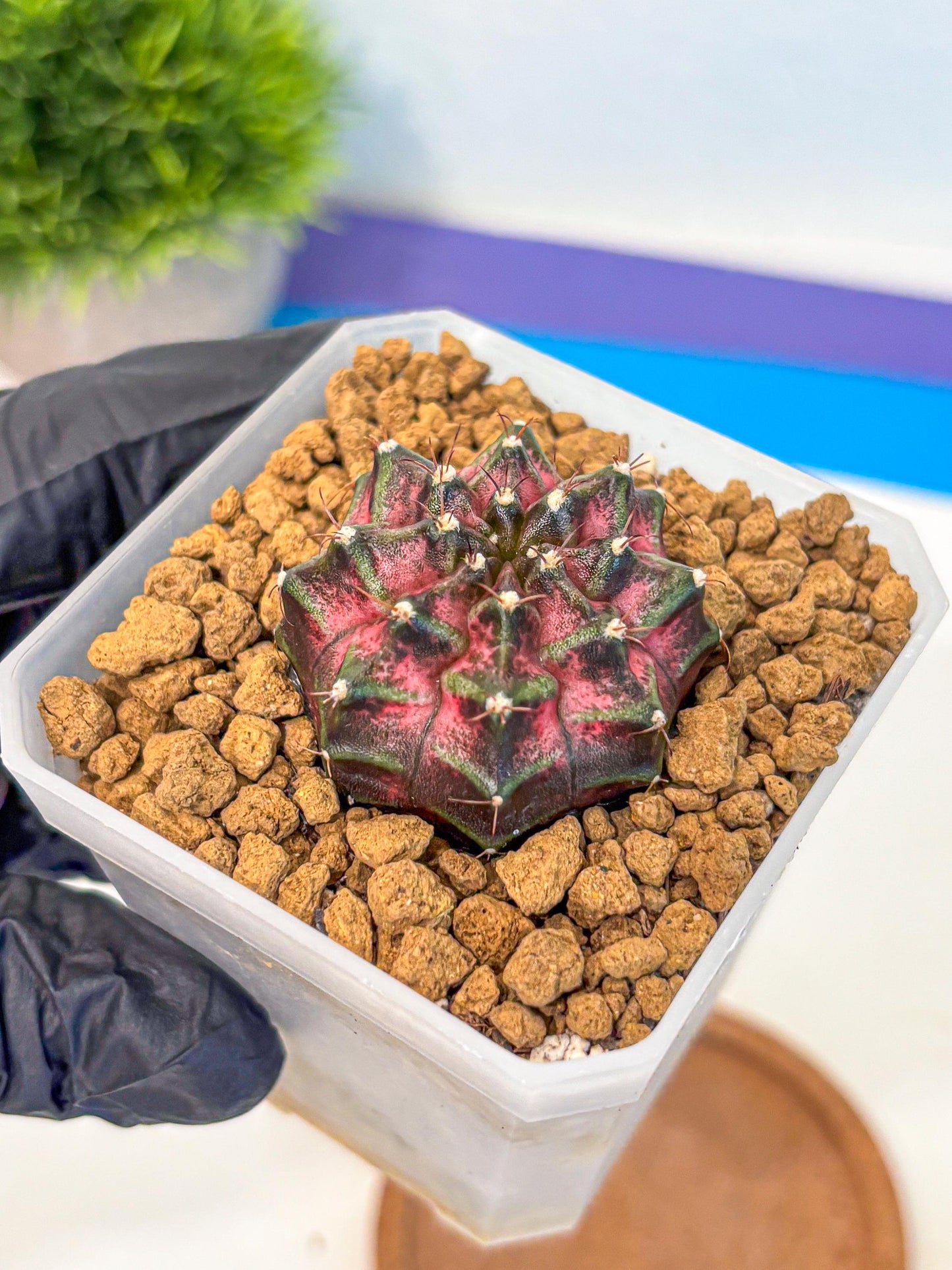 Gymnocalycium Galaxy (gy18) (05) | Collectable Plant