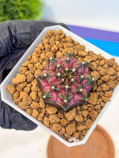 Gymnocalycium Galaxy (gy18) (05) | Collectable Plant