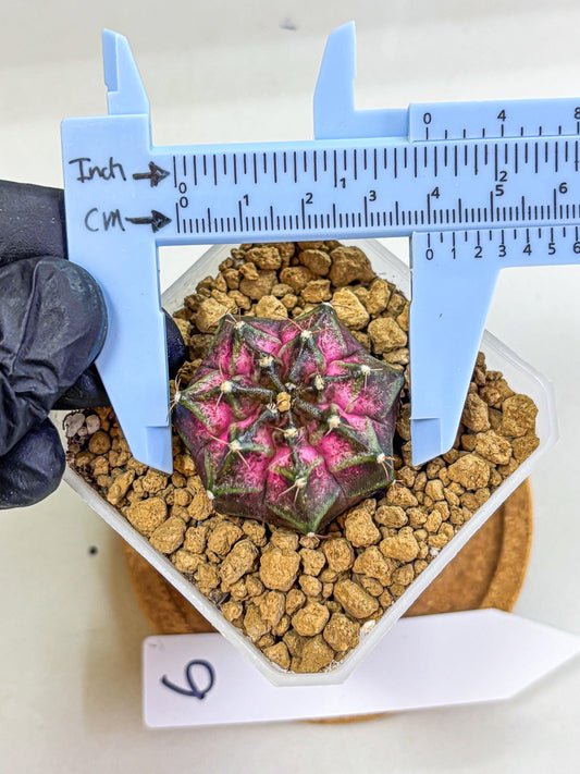 Gymnocalycium Galaxy (gy18) (06) | Collectable Plant