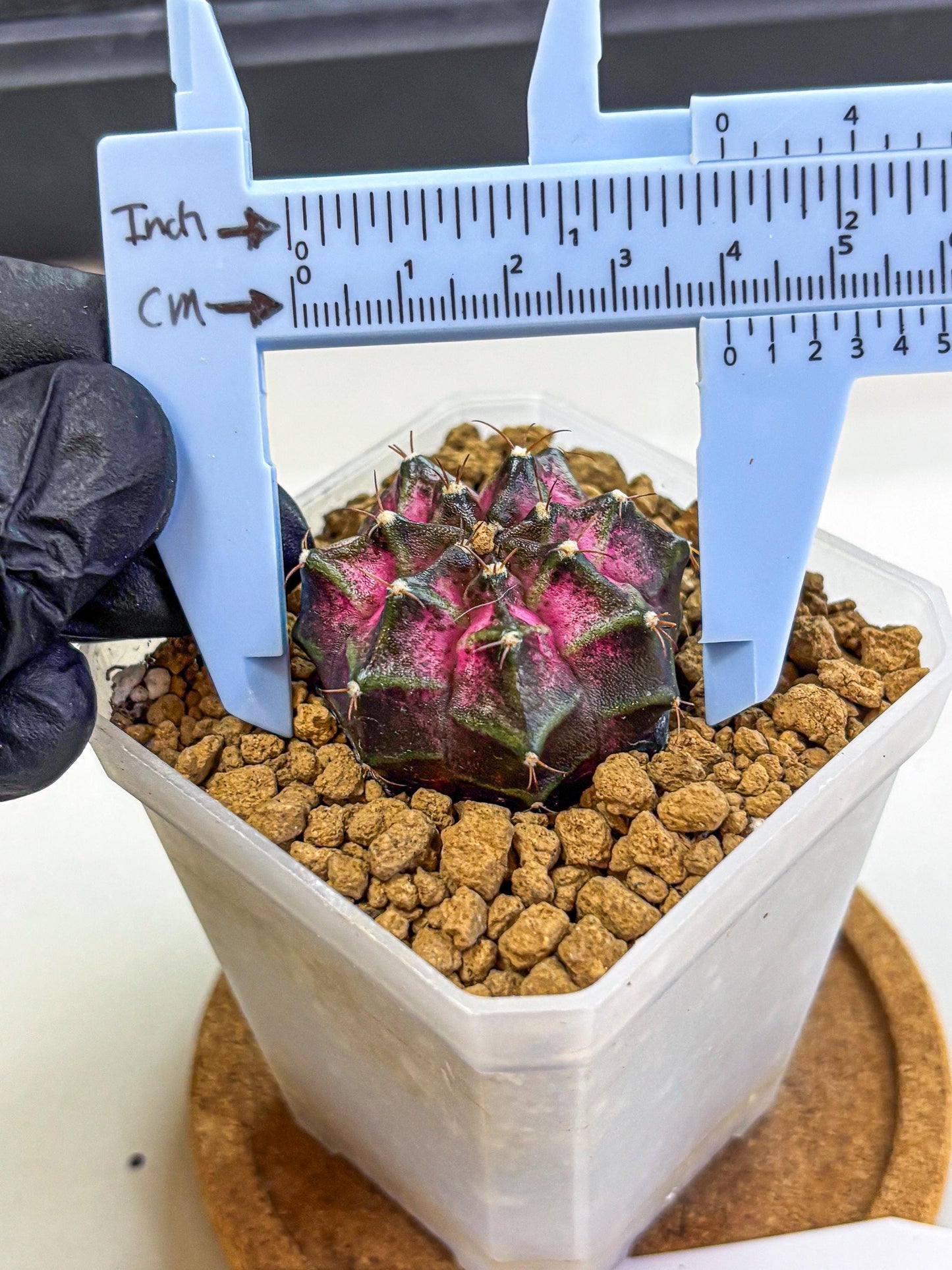 Gymnocalycium Galaxy (gy18) (06) | Collectable Plant