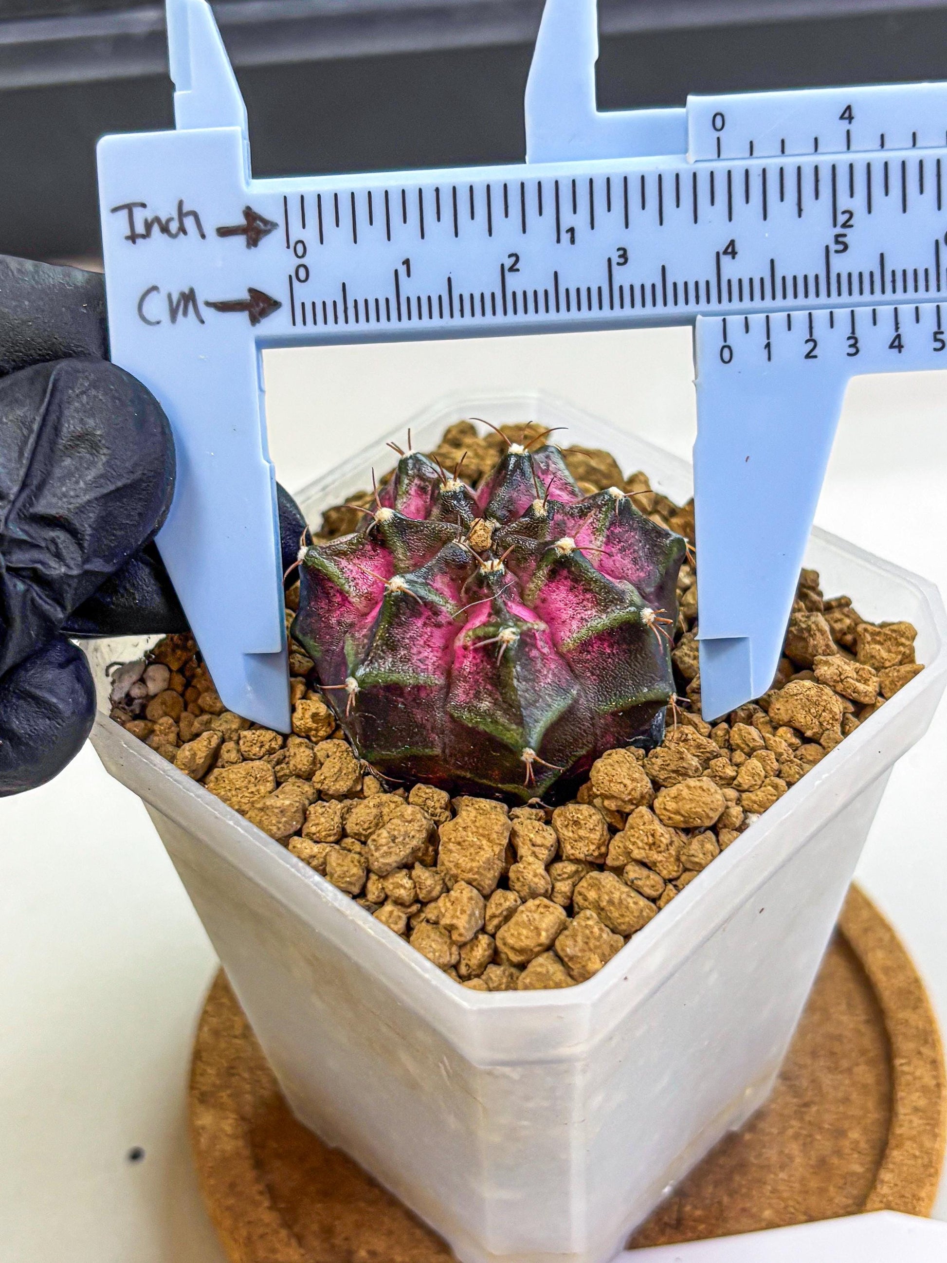 Gymnocalycium Galaxy (gy18) (06) | Collectable Plant