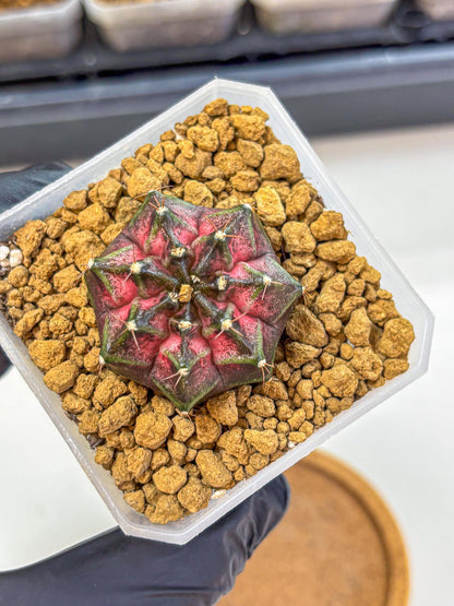 Gymnocalycium Galaxy (gy18) (06) | Collectable Plant
