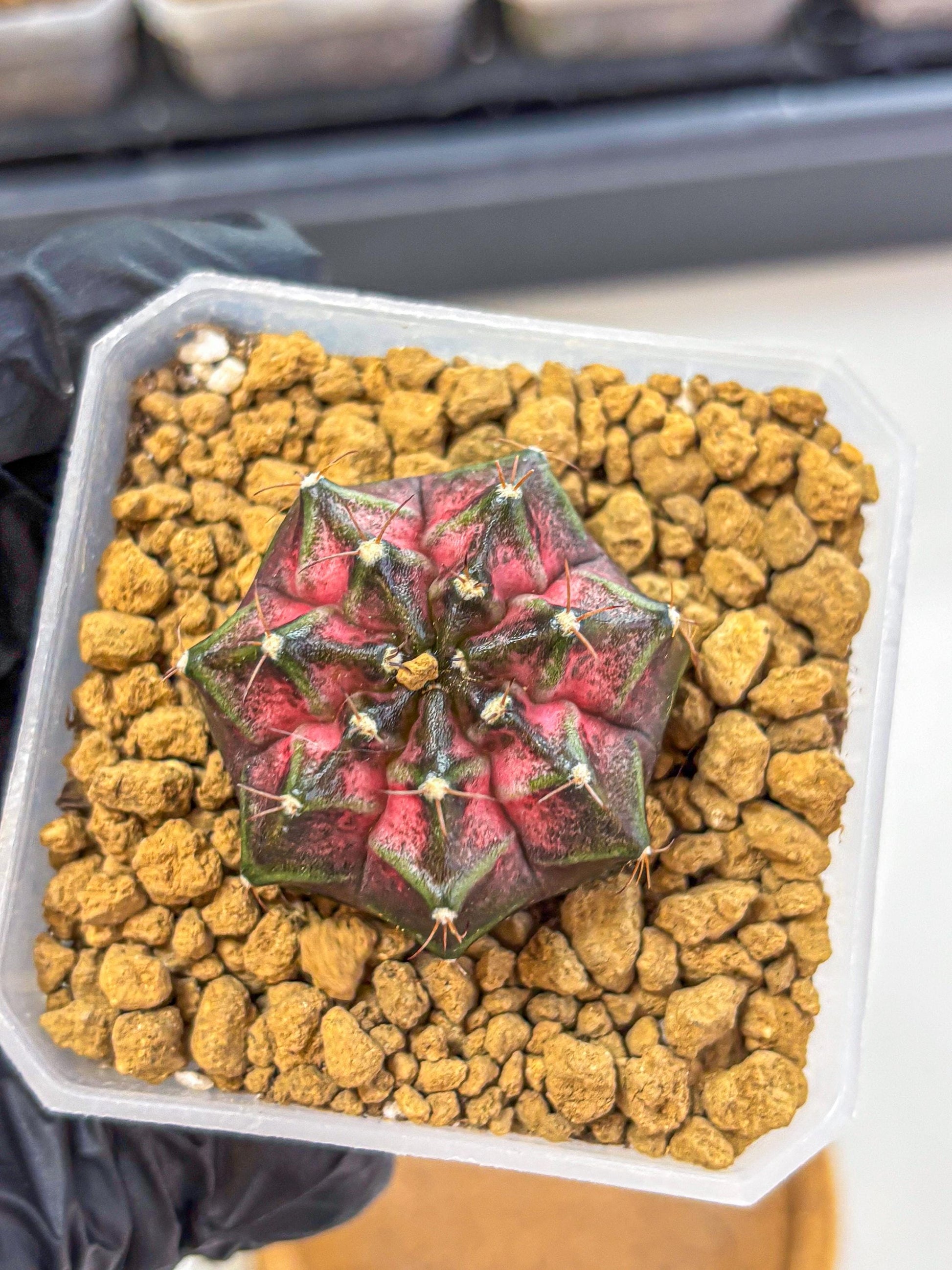 Gymnocalycium Galaxy (gy18) (06) | Collectable Plant