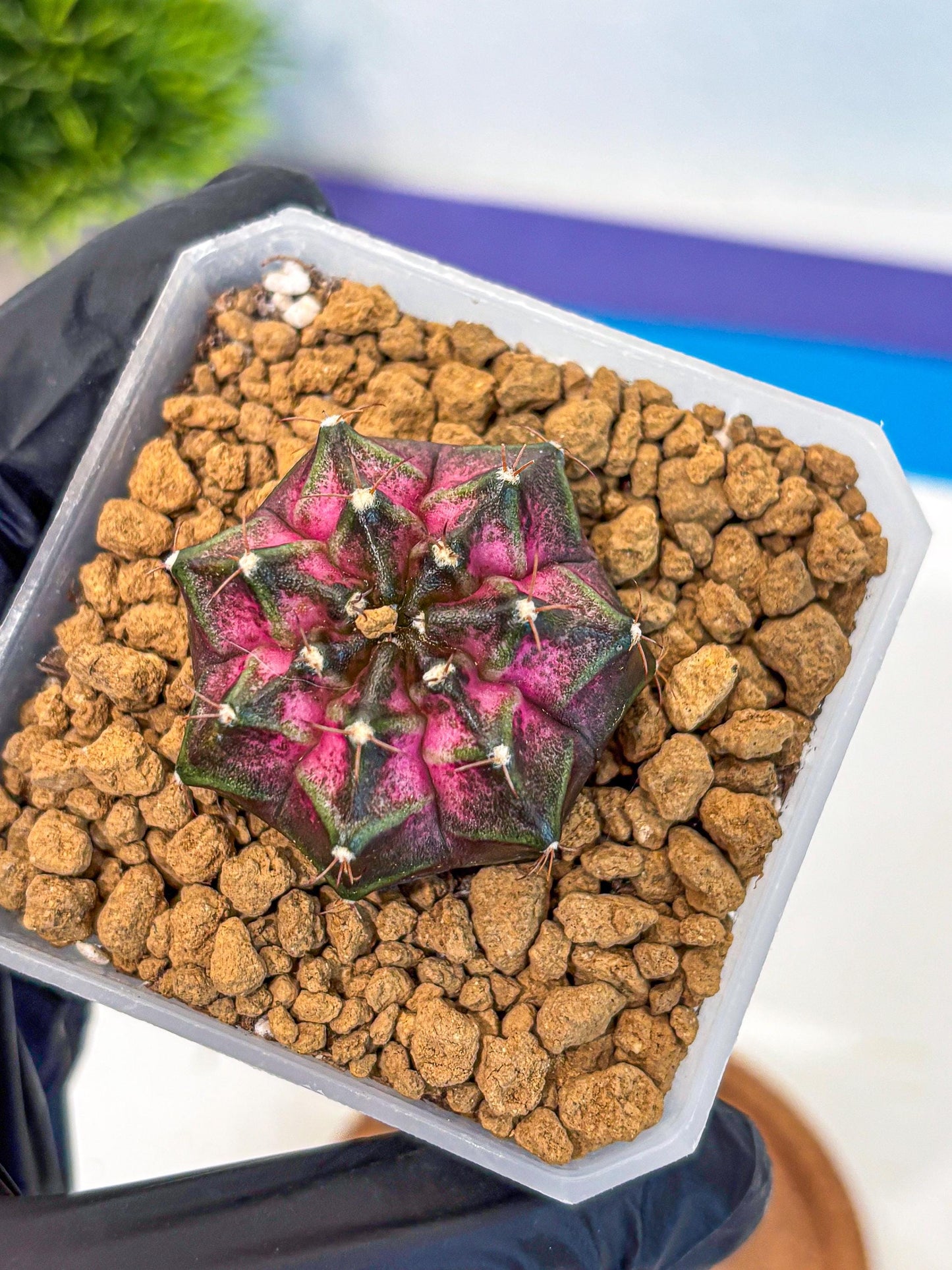 Gymnocalycium Galaxy (gy18) (06) | Collectable Plant