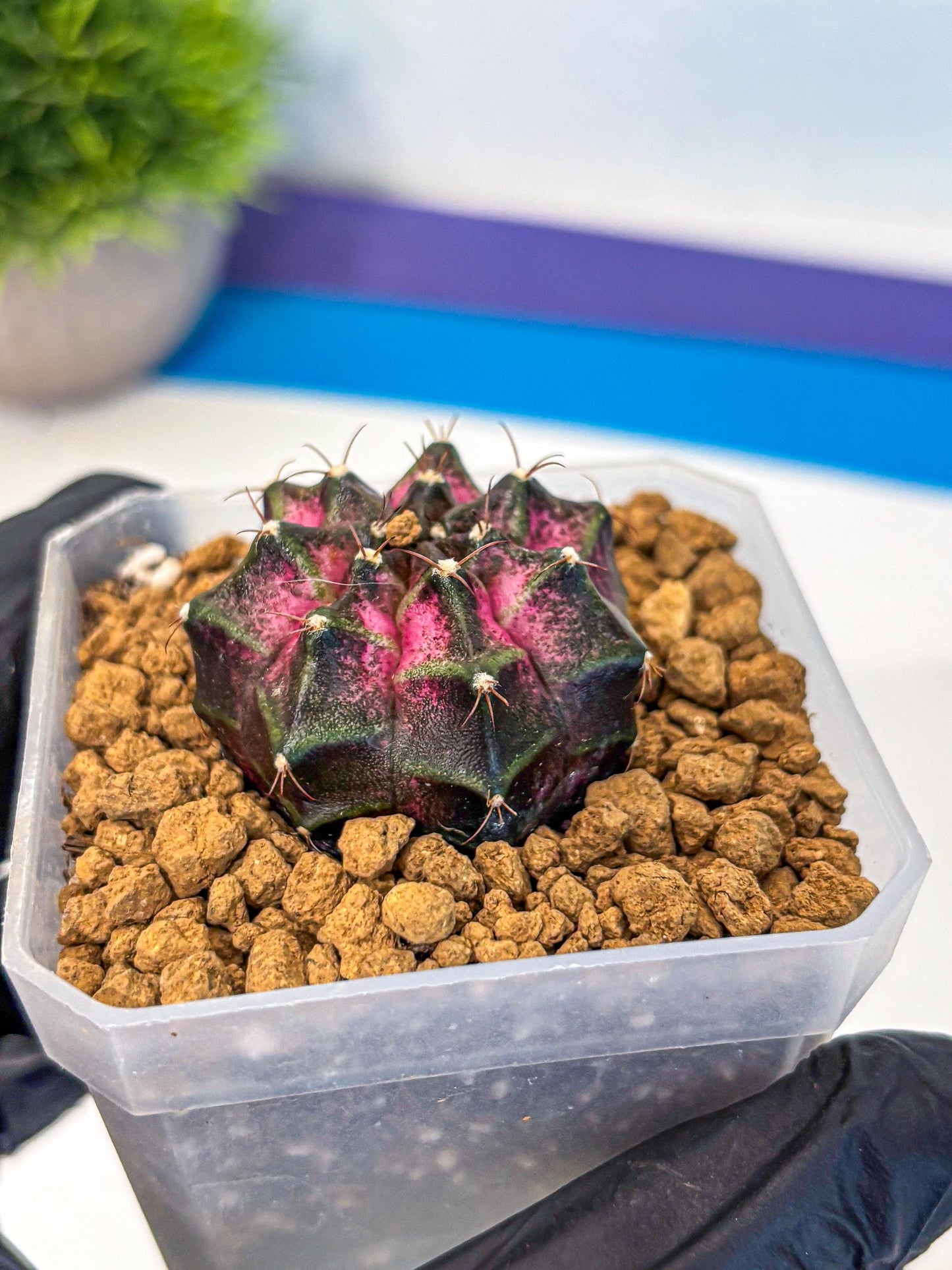 Gymnocalycium Galaxy (gy18) (06) | Collectable Plant