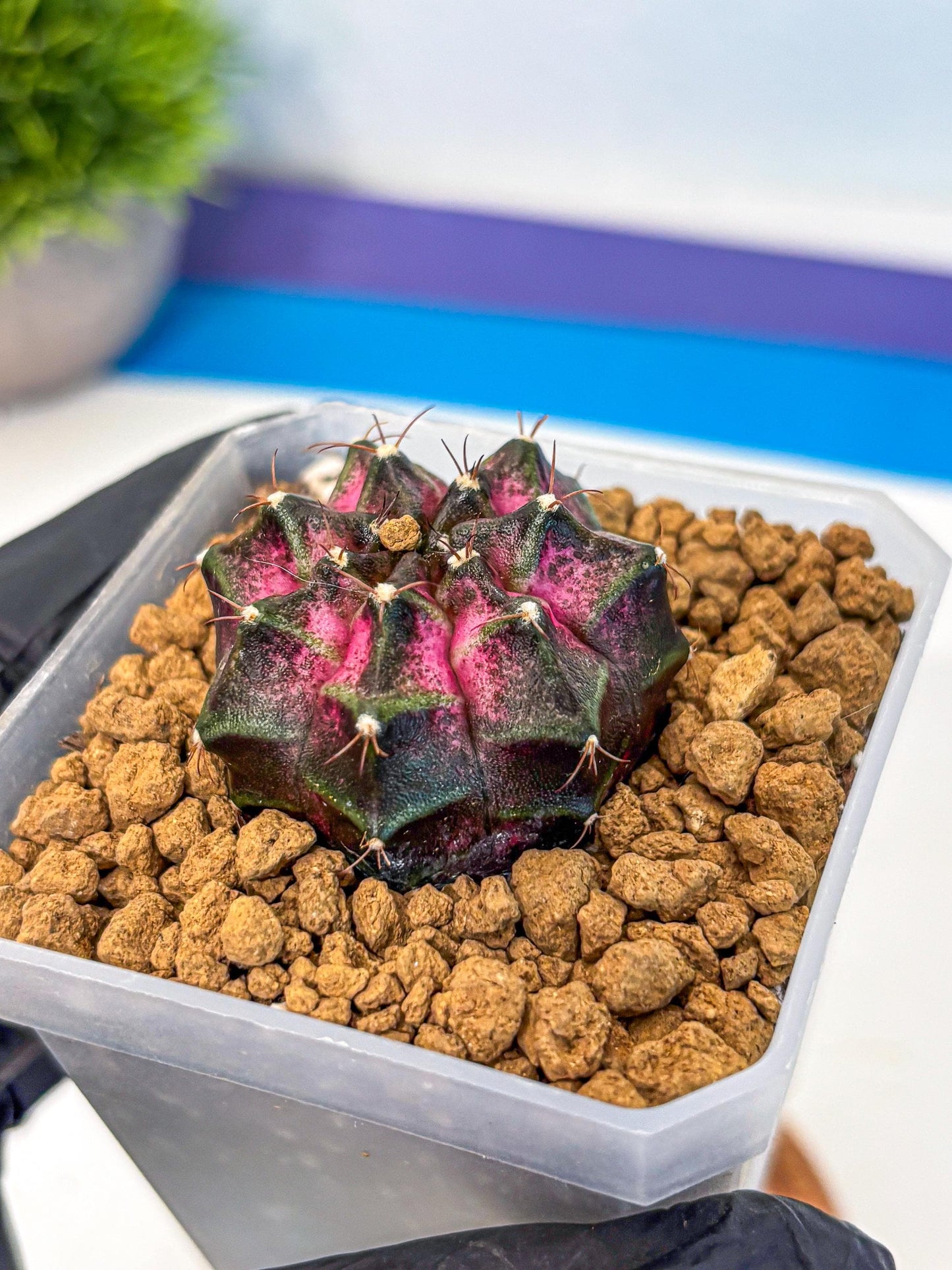 Gymnocalycium Galaxy (gy18) (06) | Collectable Plant