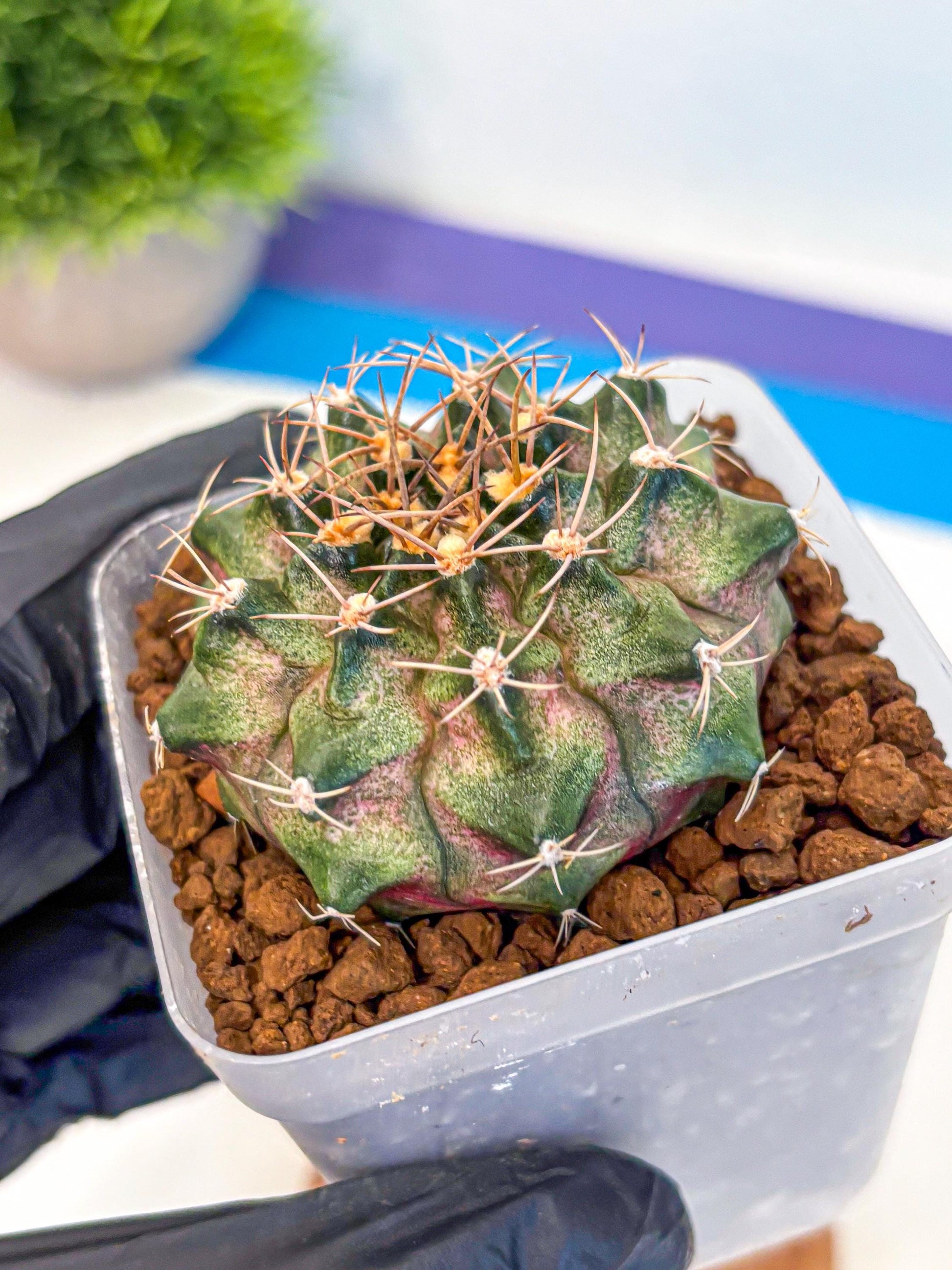 Gymnocalycium T-Lux (gy18) (07) | Collectable Plant