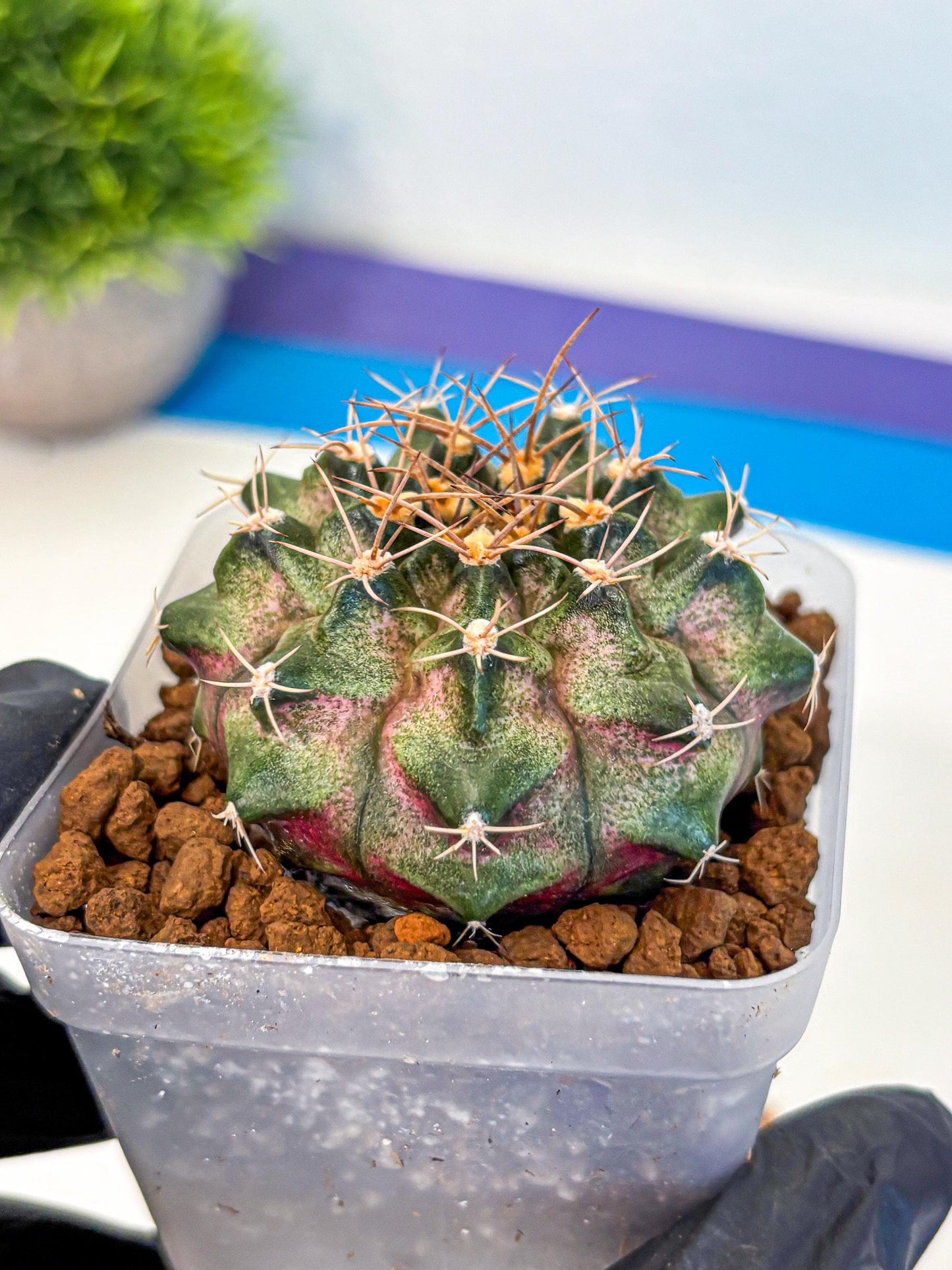 Gymnocalycium T-Lux (gy18) (07) | Collectable Plant