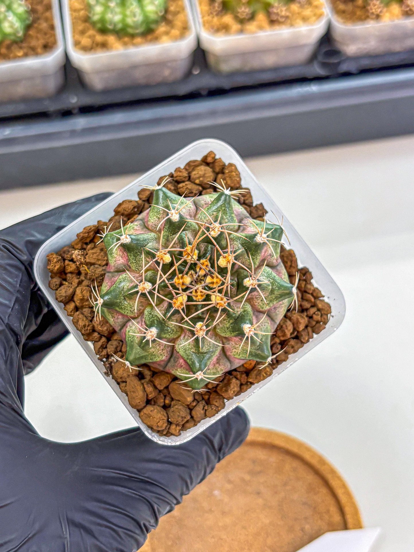 Gymnocalycium T-Lux (gy18) (07) | Collectable Plant