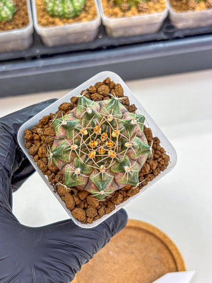 Gymnocalycium T-Lux (gy18) (07) | Collectable Plant