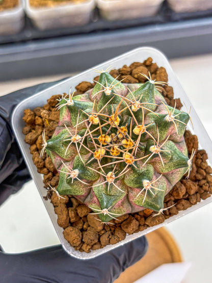 Gymnocalycium T-Lux (gy18) (07) | Collectable Plant