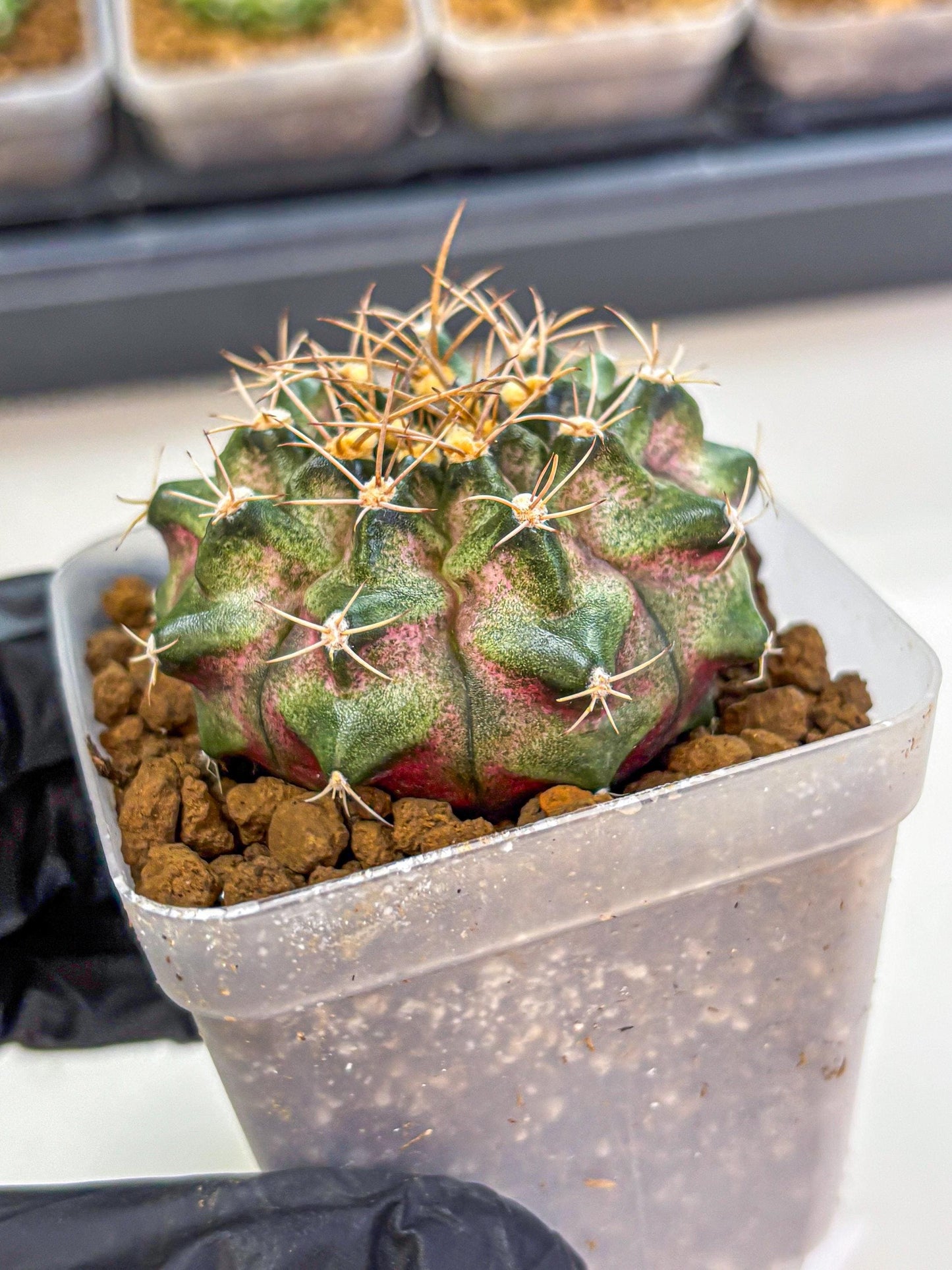 Gymnocalycium T-Lux (gy18) (07) | Collectable Plant