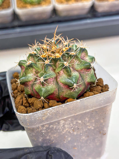 Gymnocalycium T-Lux (gy18) (07) | Collectable Plant