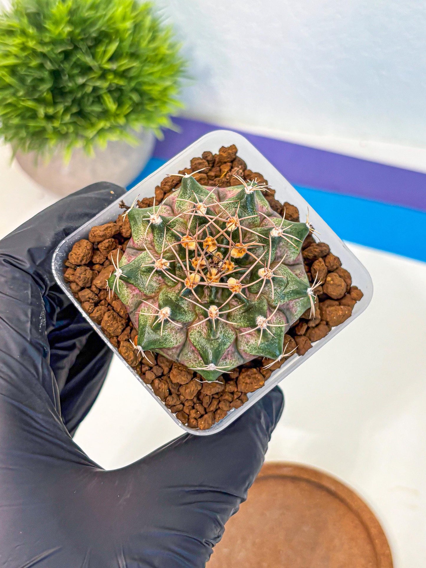 Gymnocalycium T-Lux (gy18) (07) | Collectable Plant