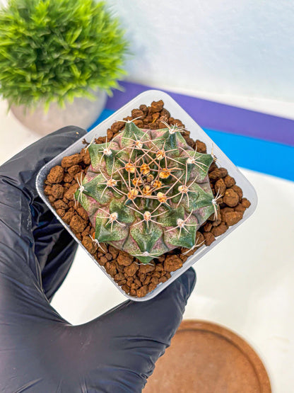 Gymnocalycium T-Lux (gy18) (07) | Collectable Plant
