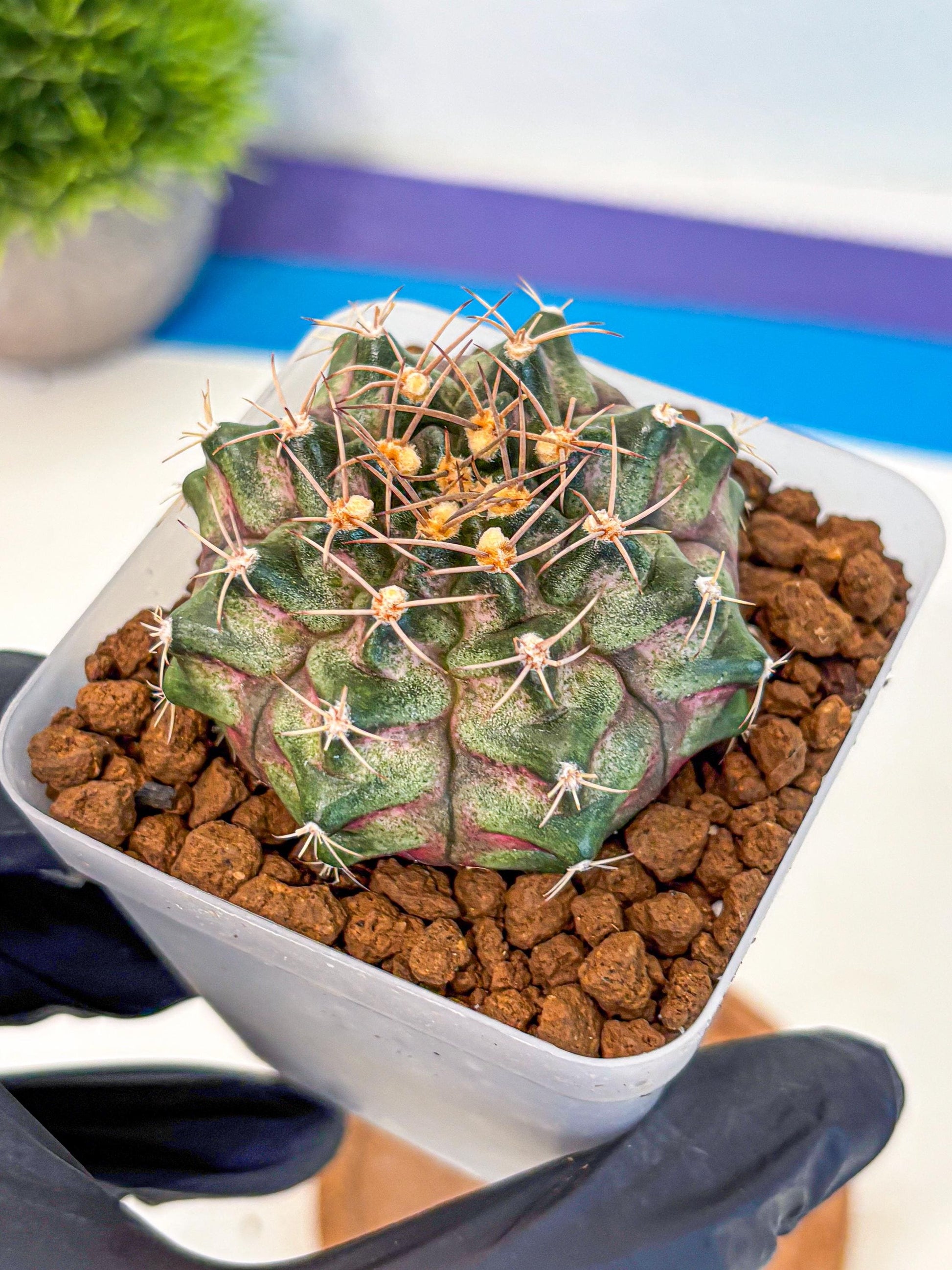 Gymnocalycium T-Lux (gy18) (08) | Collectable Plant