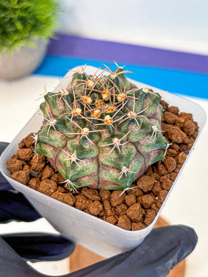 Gymnocalycium T-Lux (gy18) (08) | Collectable Plant