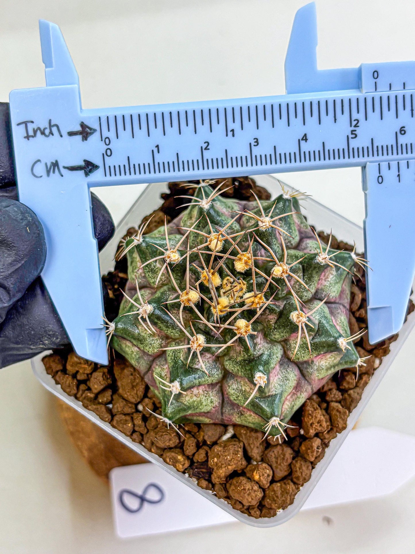Gymnocalycium T-Lux (gy18) (08) | Collectable Plant