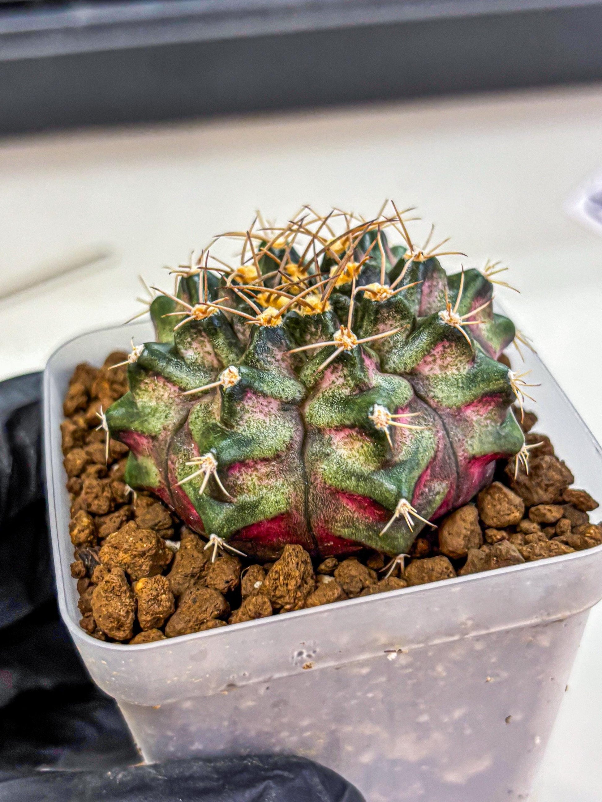 Gymnocalycium T-Lux (gy18) (08) | Collectable Plant