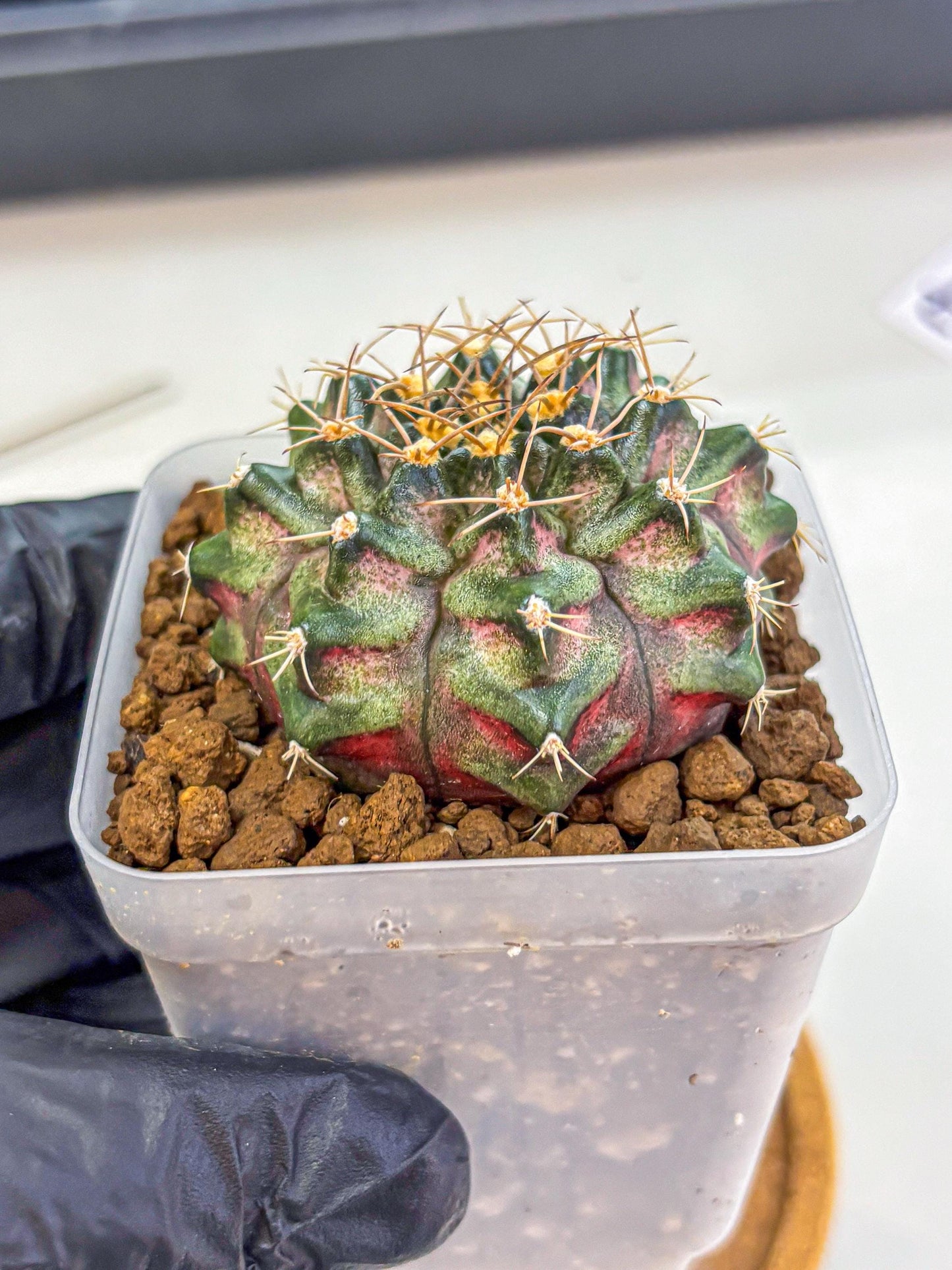 Gymnocalycium T-Lux (gy18) (08) | Collectable Plant