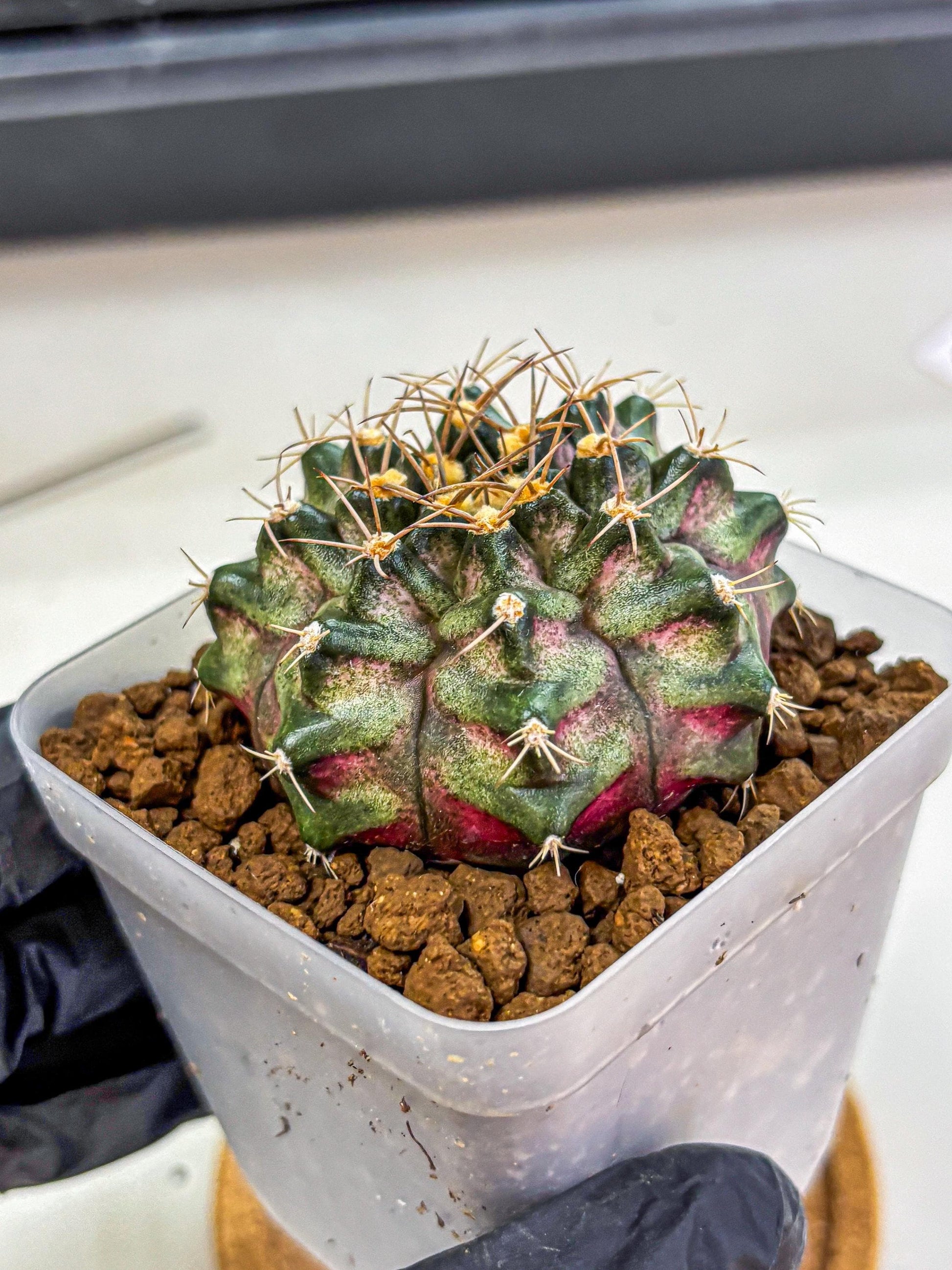 Gymnocalycium T-Lux (gy18) (08) | Collectable Plant