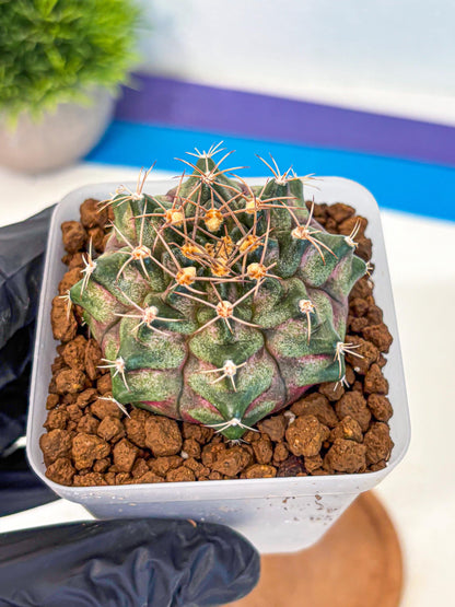 Gymnocalycium T-Lux (gy18) (08) | Collectable Plant