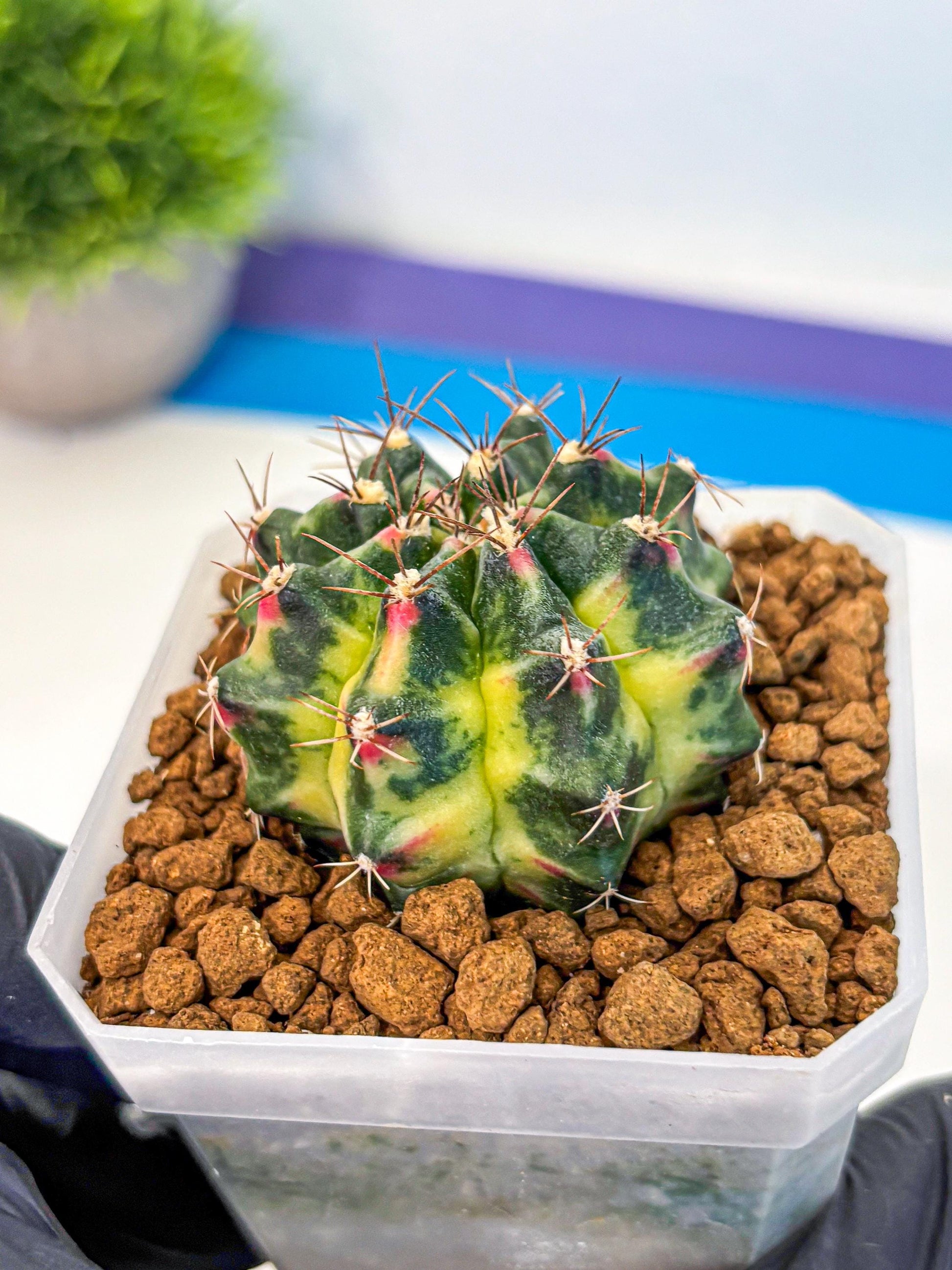 Gymnocalycium Lemonade (gy18) (09) | Collectable Plant