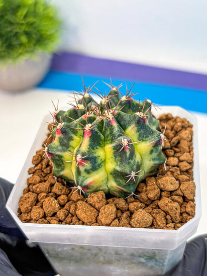 Gymnocalycium Lemonade (gy18) (09) | Collectable Plant