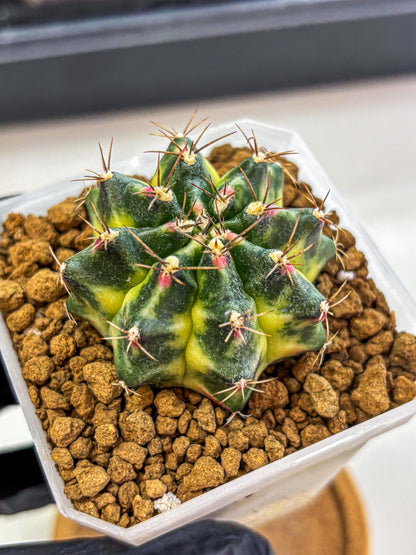 Gymnocalycium Lemonade (gy18) (09) | Collectable Plant