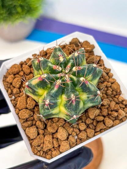 Gymnocalycium Lemonade (gy18) (09) | Collectable Plant