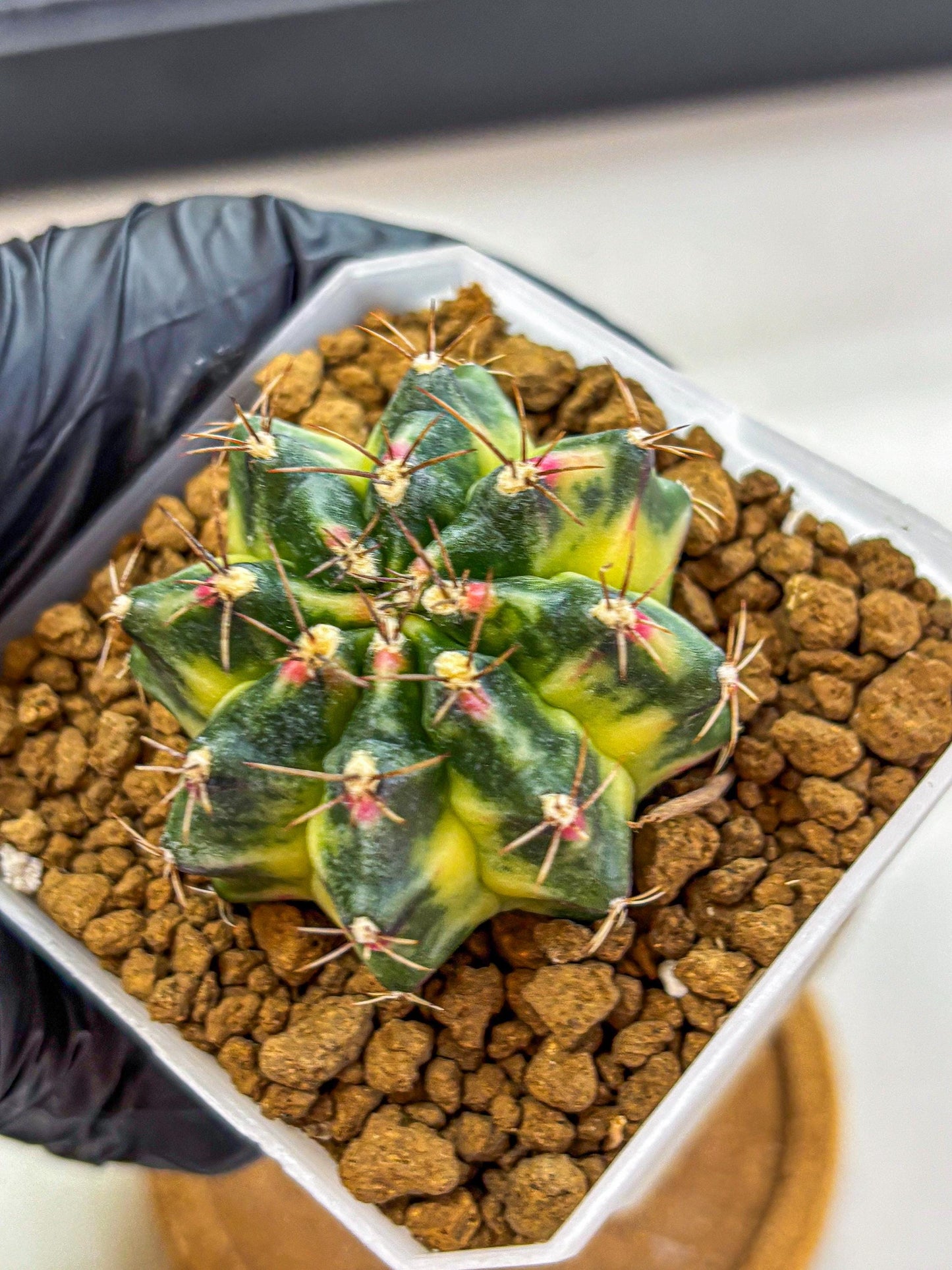 Gymnocalycium Lemonade (gy18) (09) | Collectable Plant