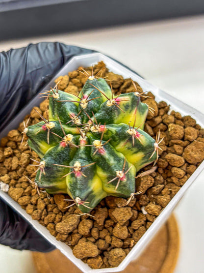 Gymnocalycium Lemonade (gy18) (09) | Collectable Plant