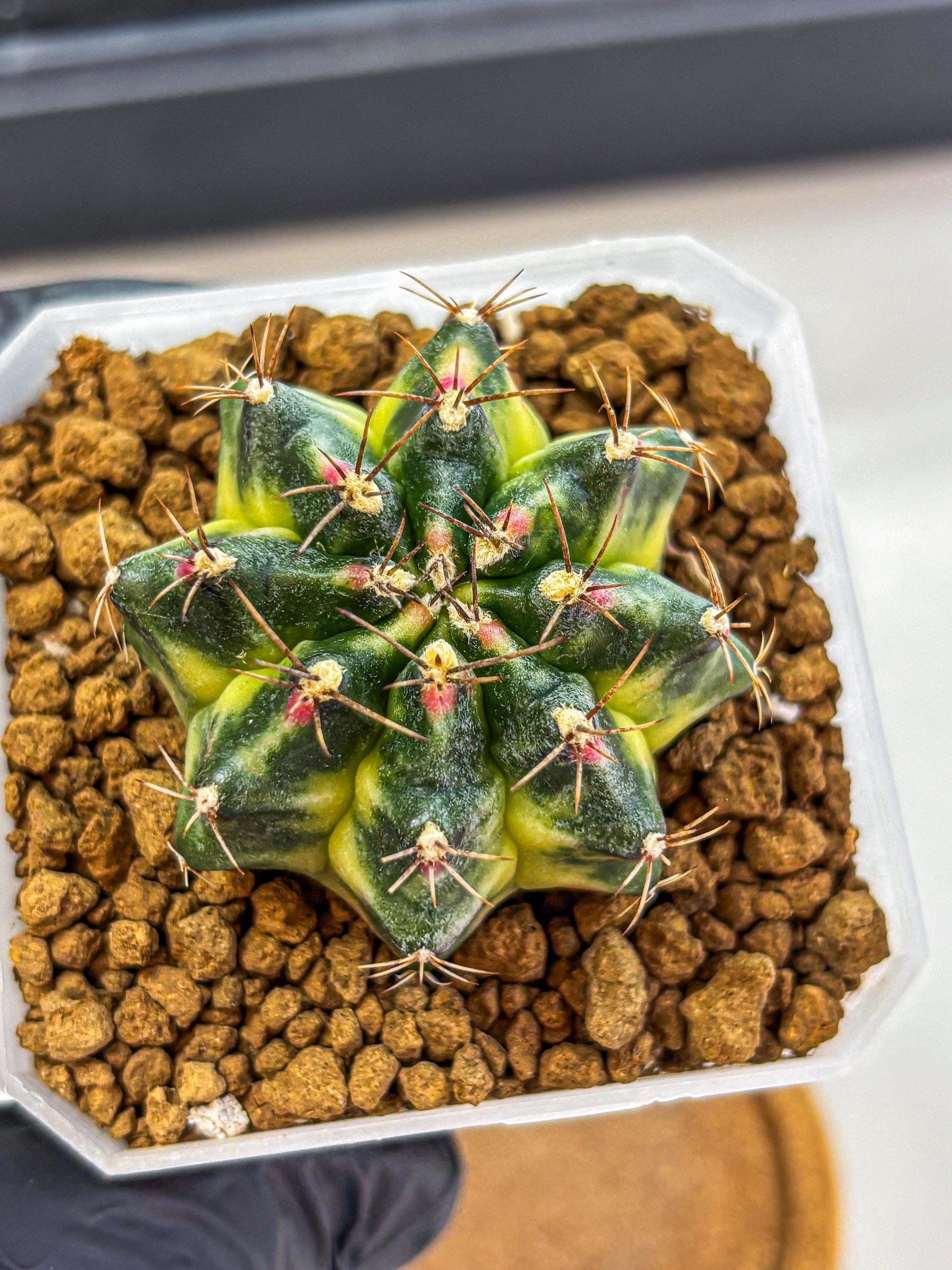 Gymnocalycium Lemonade (gy18) (09) | Collectable Plant